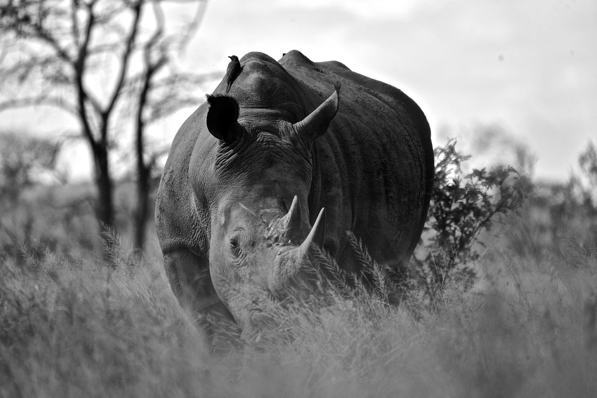 Sigma 50-500mm F4.5-6.3 DG OS HSM sample photo. White rhino, south africa photography