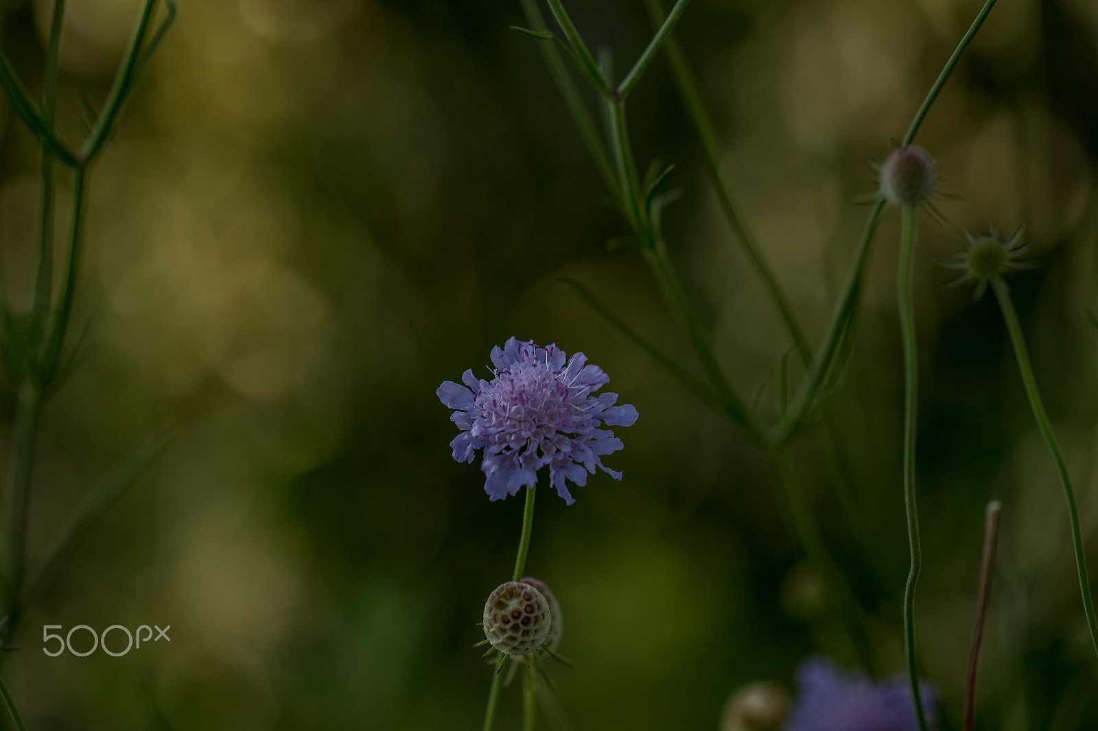 Canon EOS 700D (EOS Rebel T5i / EOS Kiss X7i) + Canon EF 100mm F2.8L Macro IS USM sample photo. Beautiful nature world photography