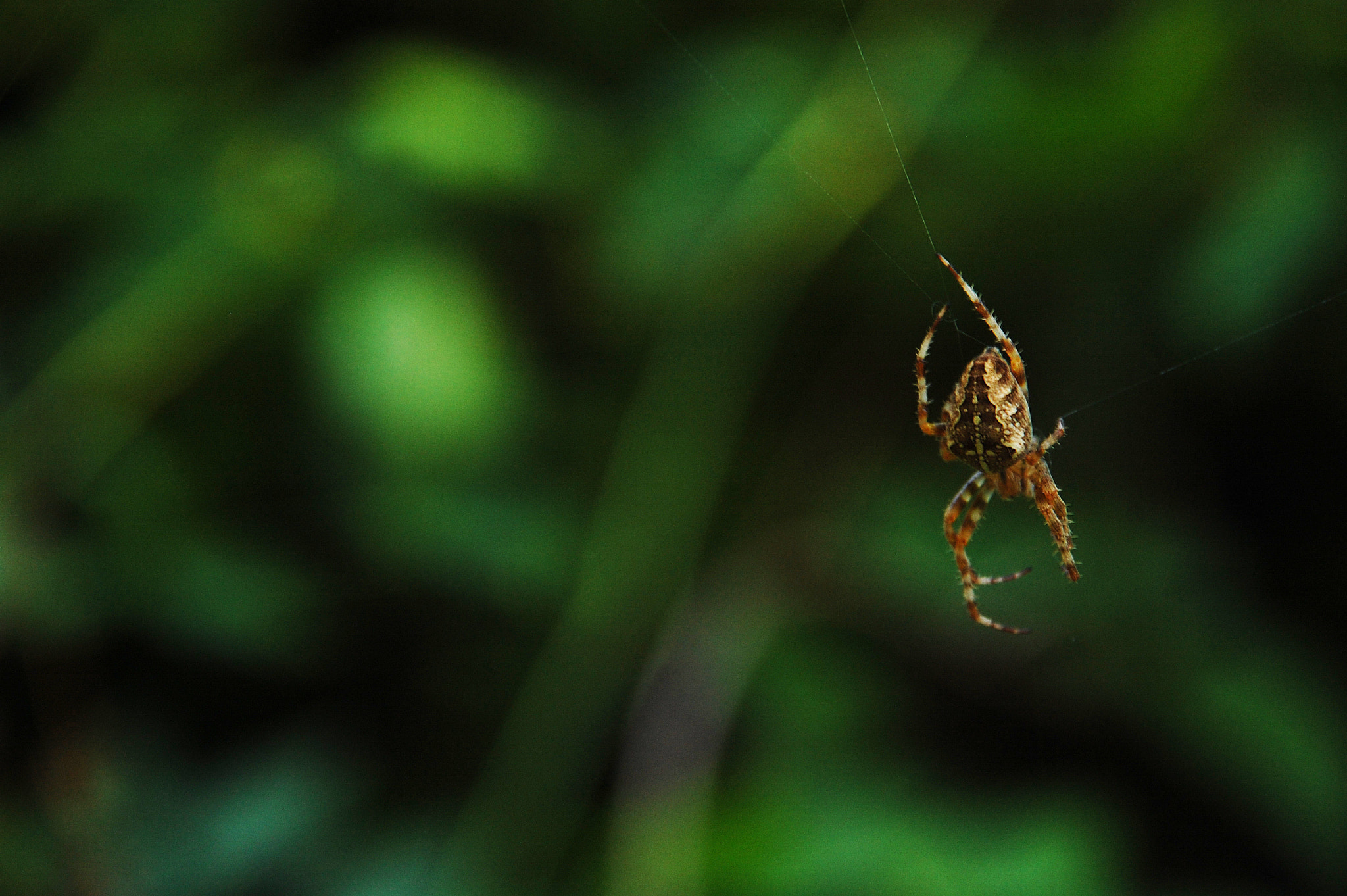 Nikon D40 + Sigma 18-200mm F3.5-6.3 DC sample photo. Spider photography