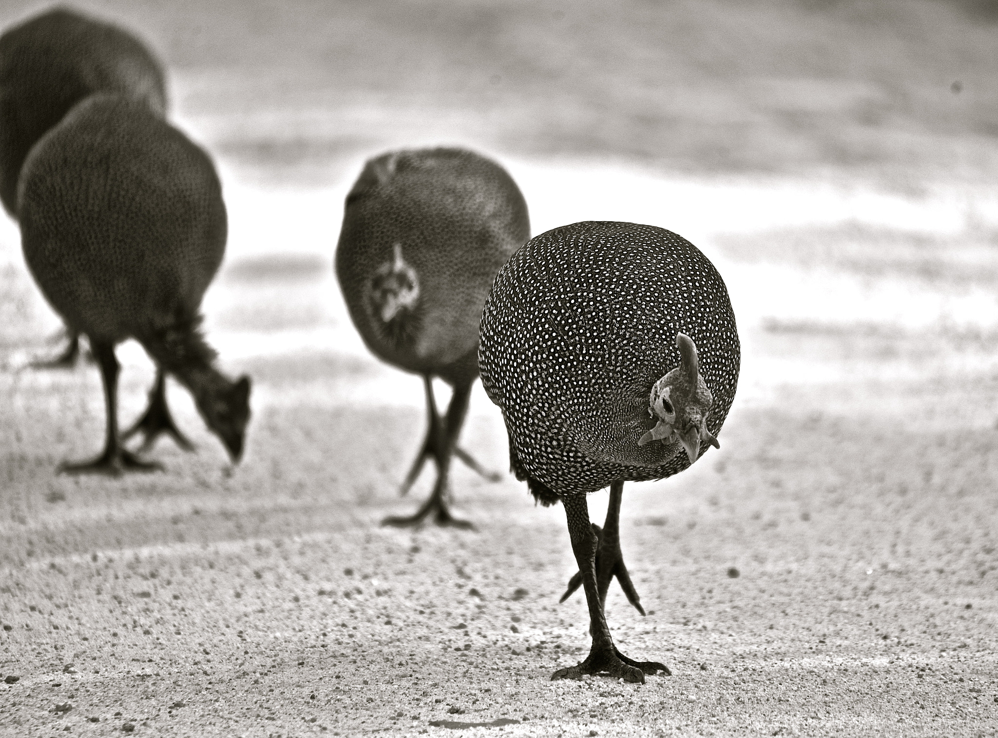 Sigma 50-500mm F4.5-6.3 DG OS HSM sample photo. Guinea fowls, south africa photography