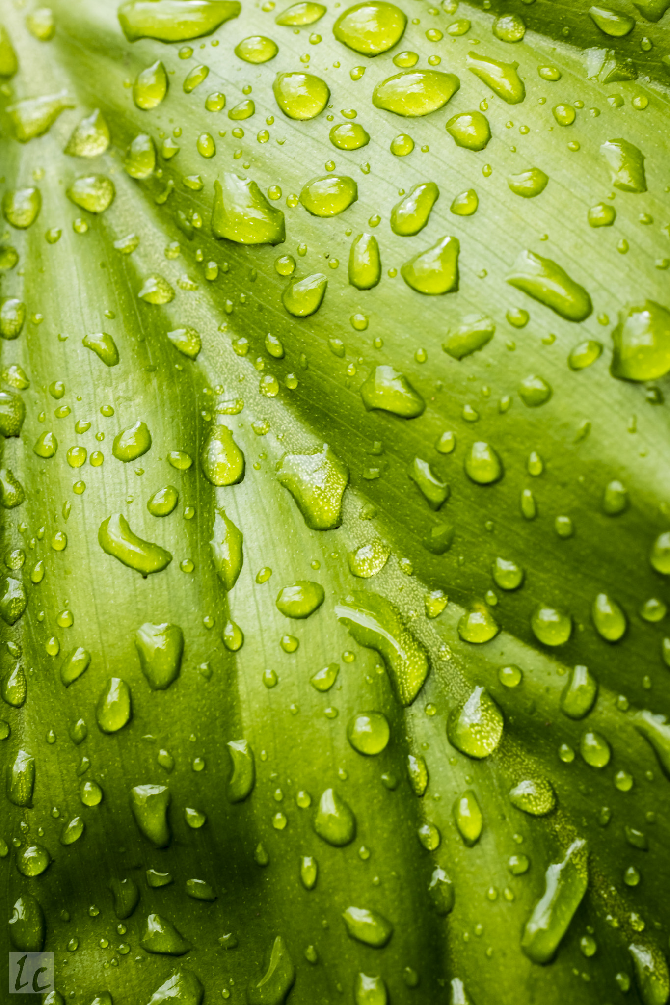 Canon EF 50mm F2.5 Macro sample photo. Green leaf, haleiwa photography