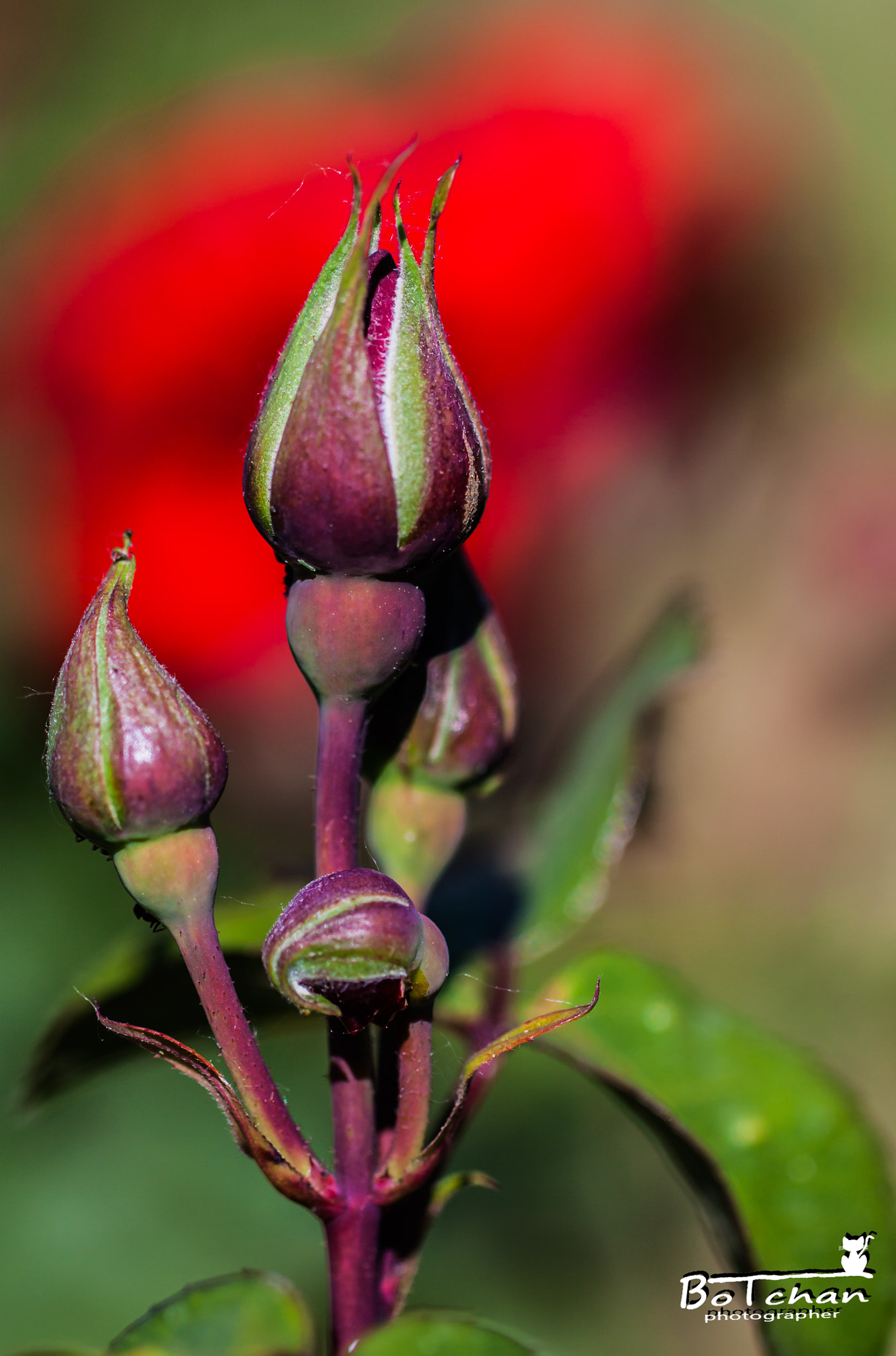 Canon EOS 50D + Canon EF 100mm F2.8L Macro IS USM sample photo. Rosa rosae photography
