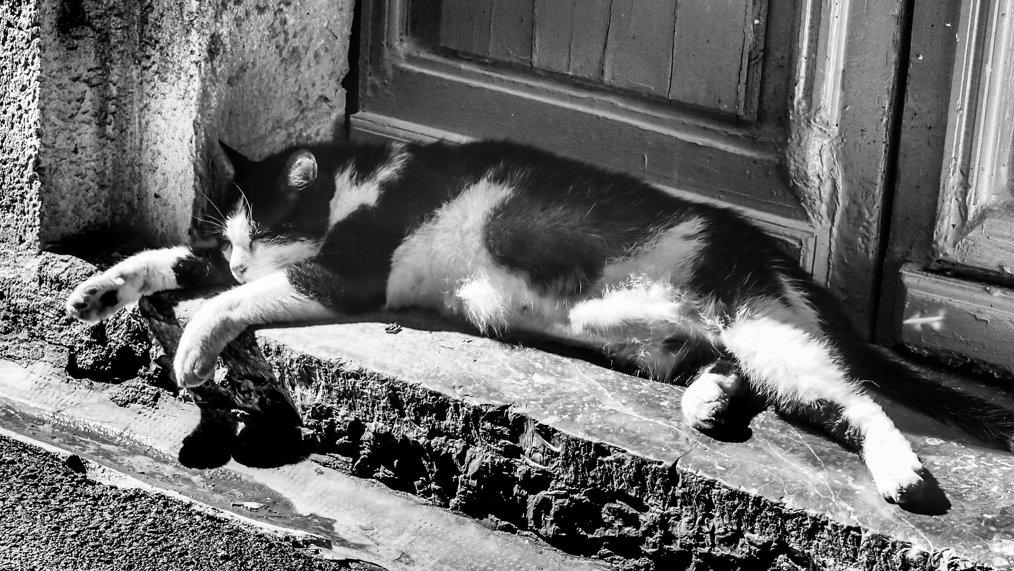Olympus PEN E-PM1 sample photo. Stray cat photography