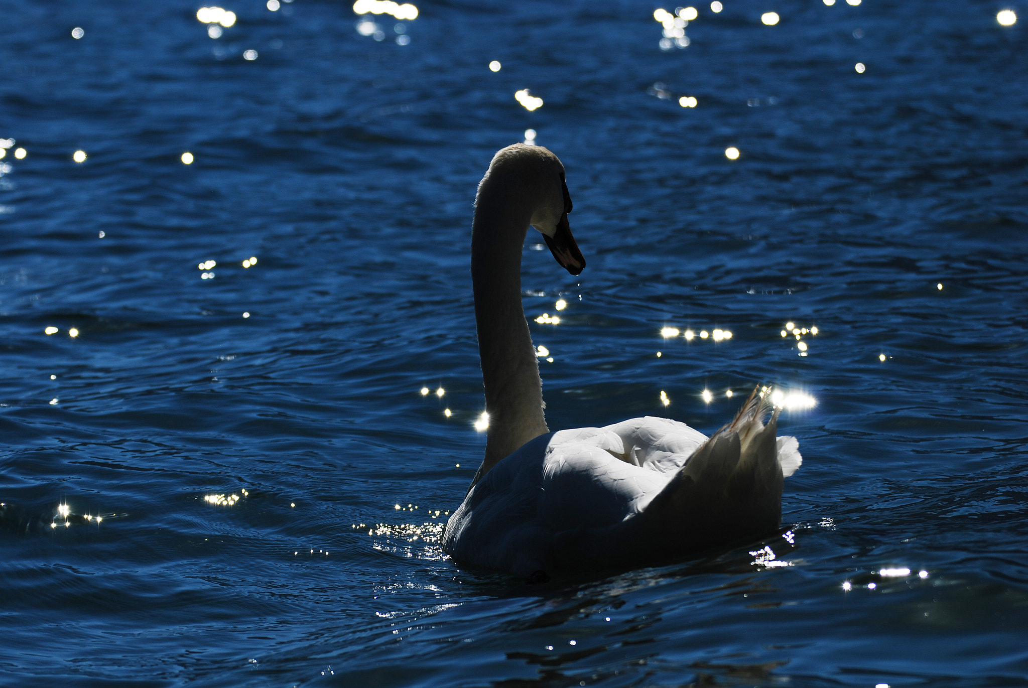 Nikon D40X sample photo. Regalita'di un cigno photography