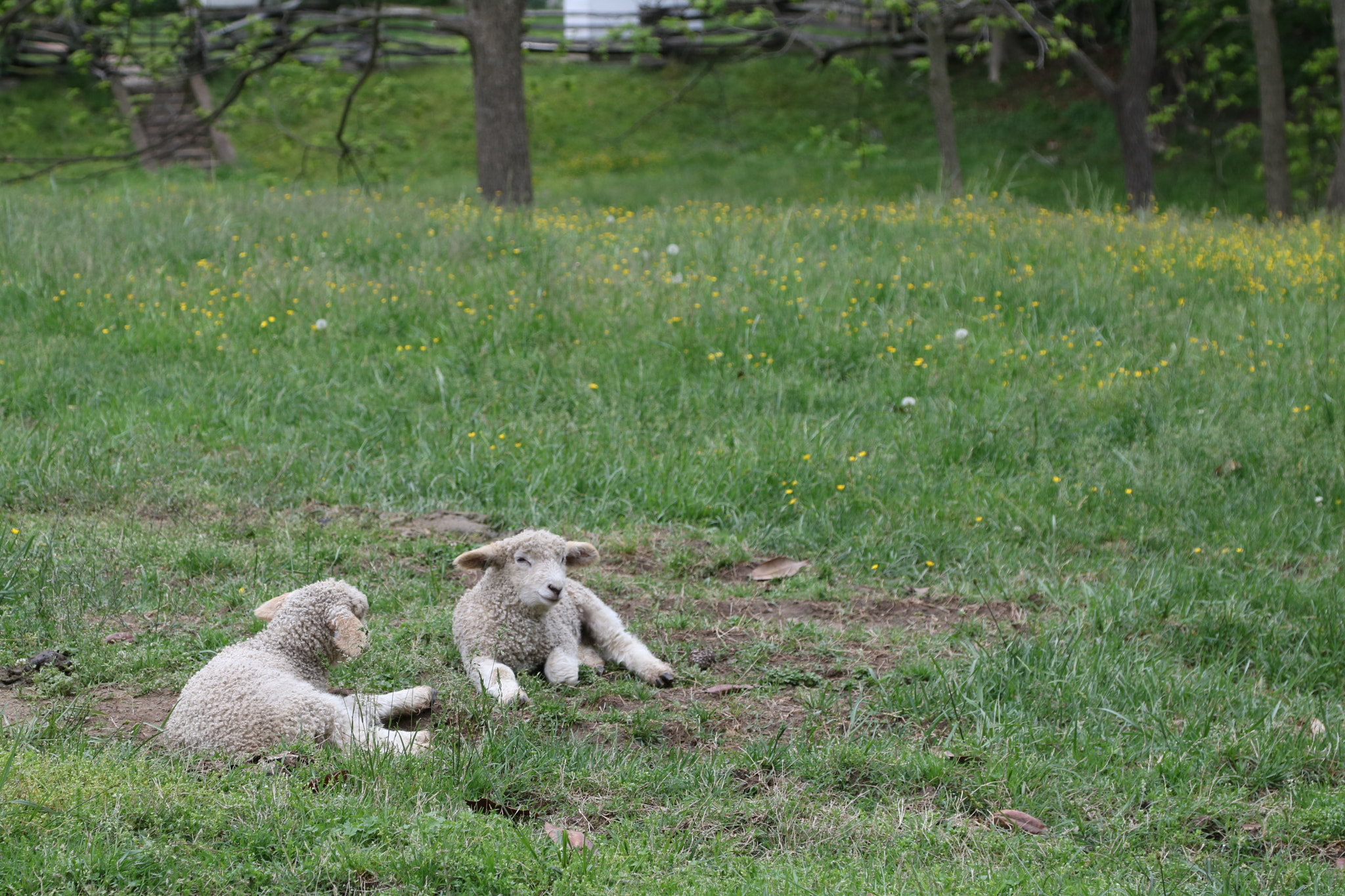 Canon EOS 760D (EOS Rebel T6s / EOS 8000D) sample photo. Happy sheep photography