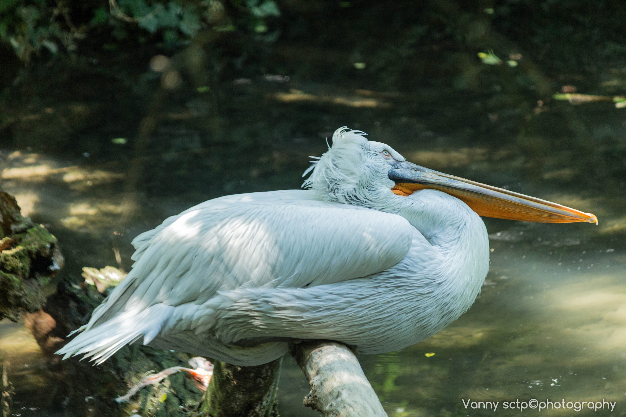 Canon EF-S 55-250mm F4-5.6 IS sample photo. Img photography