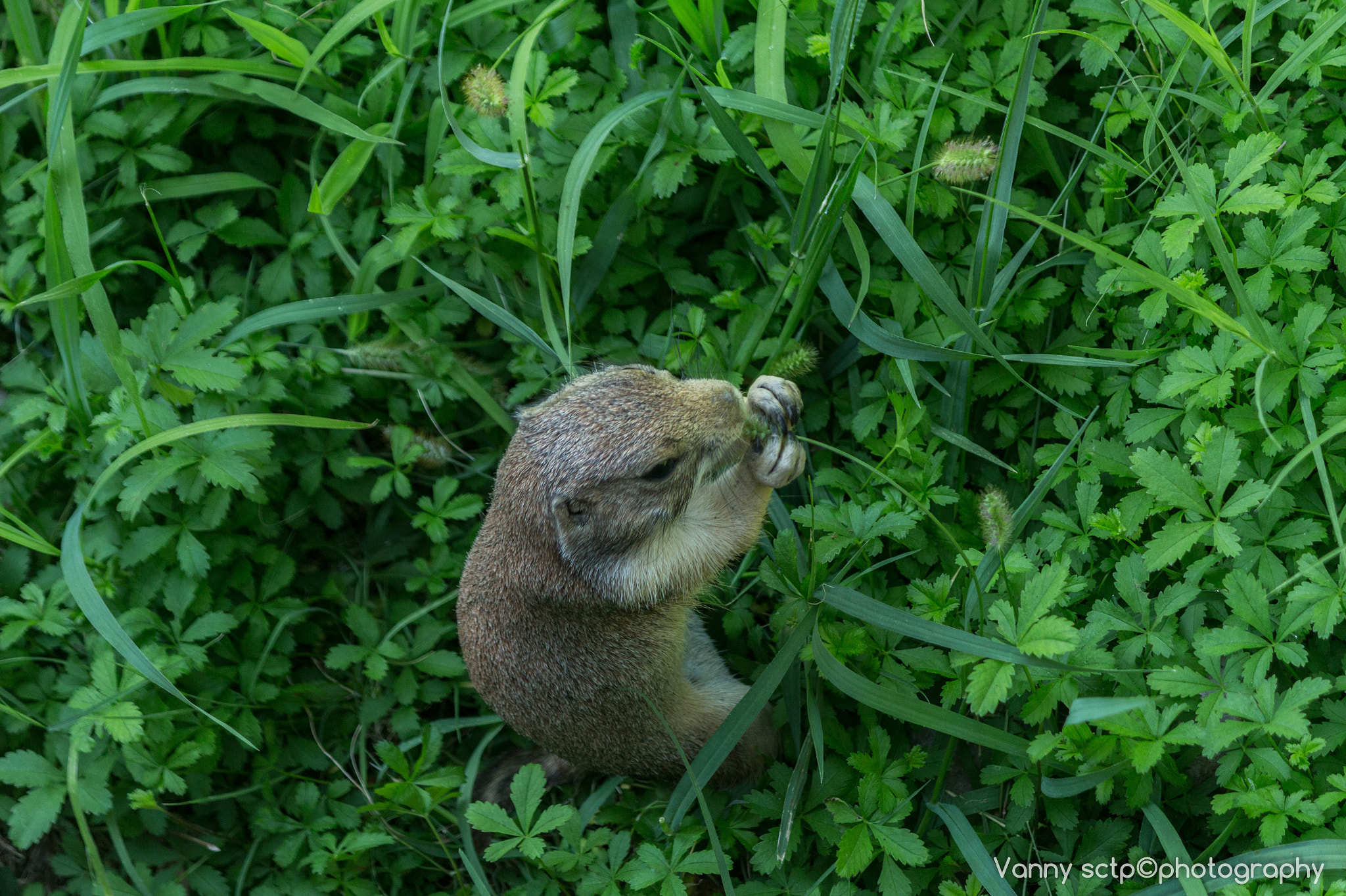 Canon EF-S 55-250mm F4-5.6 IS sample photo. Img photography
