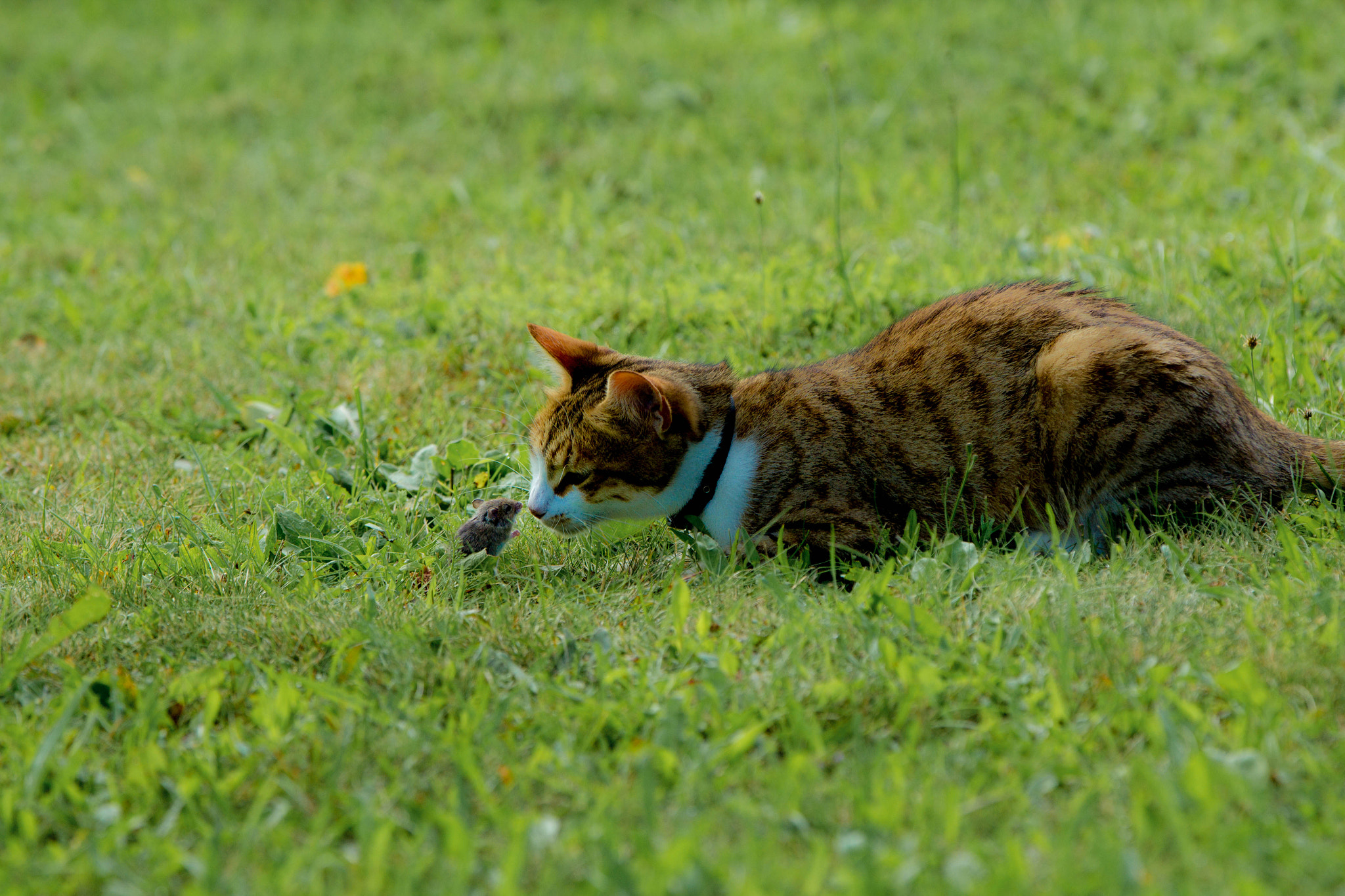 Canon EF 70-200mm F2.8L IS II USM sample photo. Avant le repas... photography