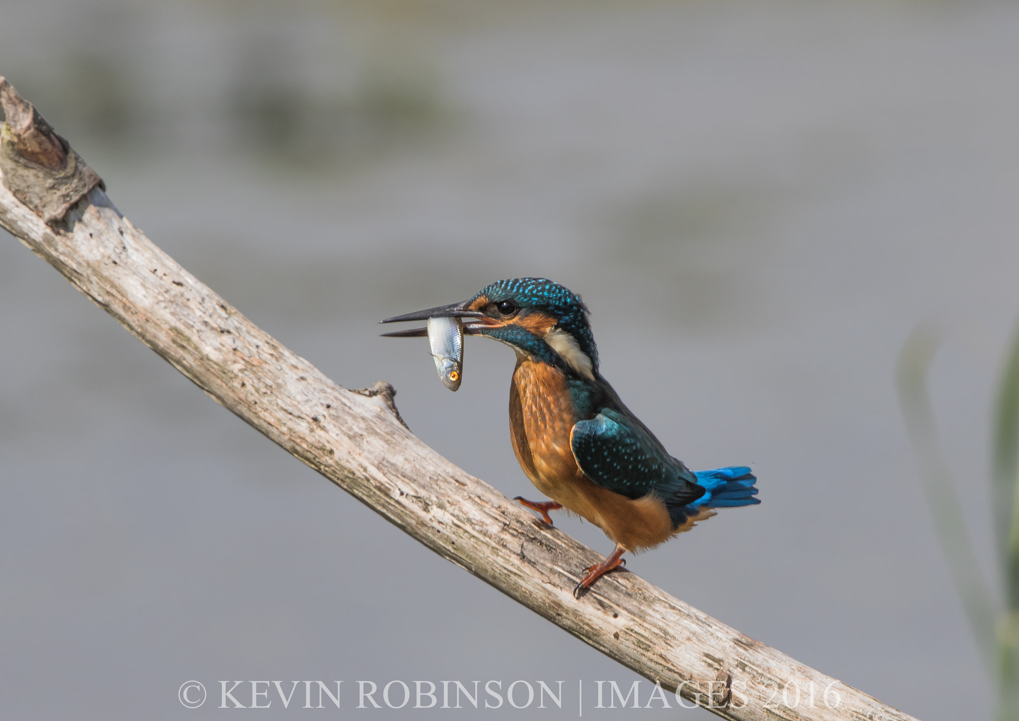 Canon EF 300mm F2.8L IS II USM sample photo. Kingfisher photography