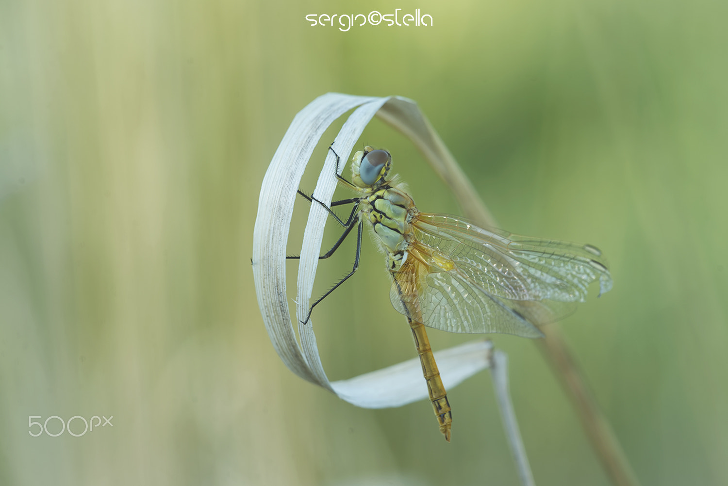 Sigma 150mm F2.8 EX DG Macro HSM sample photo. The carousel of fonscolombii___ photography
