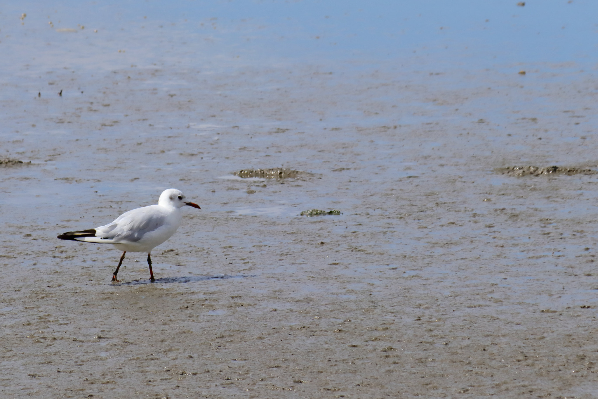 Canon EF-S 55-250mm F4-5.6 IS sample photo. Möwe am strand photography