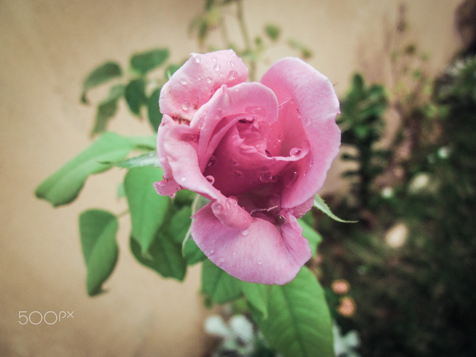 Canon PowerShot A1200 sample photo. Pink rose photography