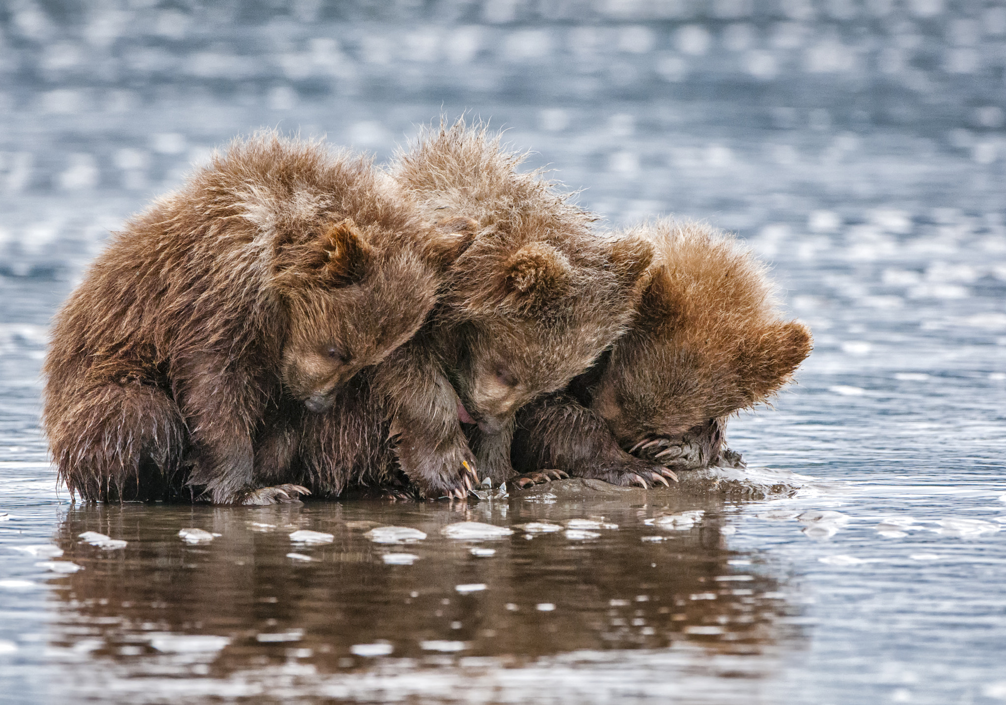 Nikon AF-S Nikkor 500mm F4G ED VR sample photo. Three little bears photography