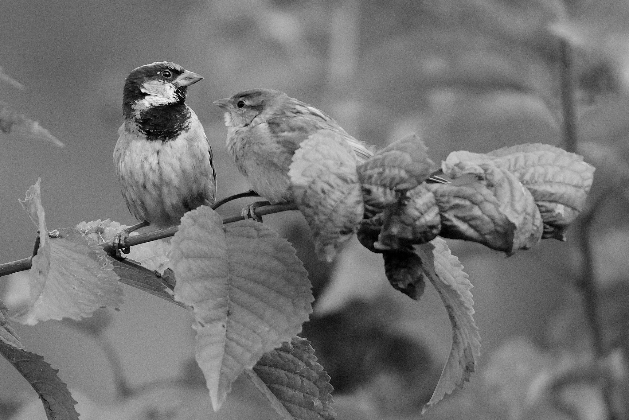 Nikon D300 sample photo. Sparrows photography