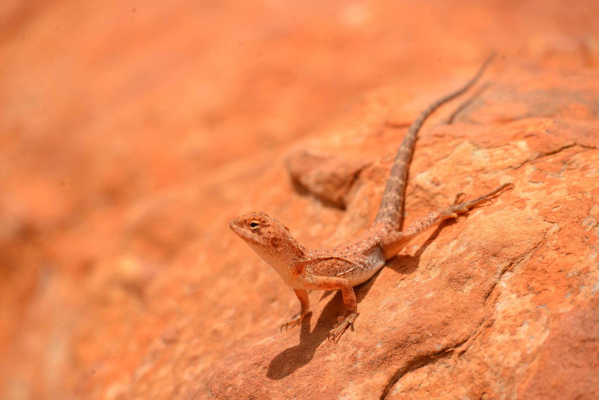 Nikon D600 + Sigma 50-500mm F4.5-6.3 DG OS HSM sample photo. Ring-tail dragon, king's canyon, australia photography