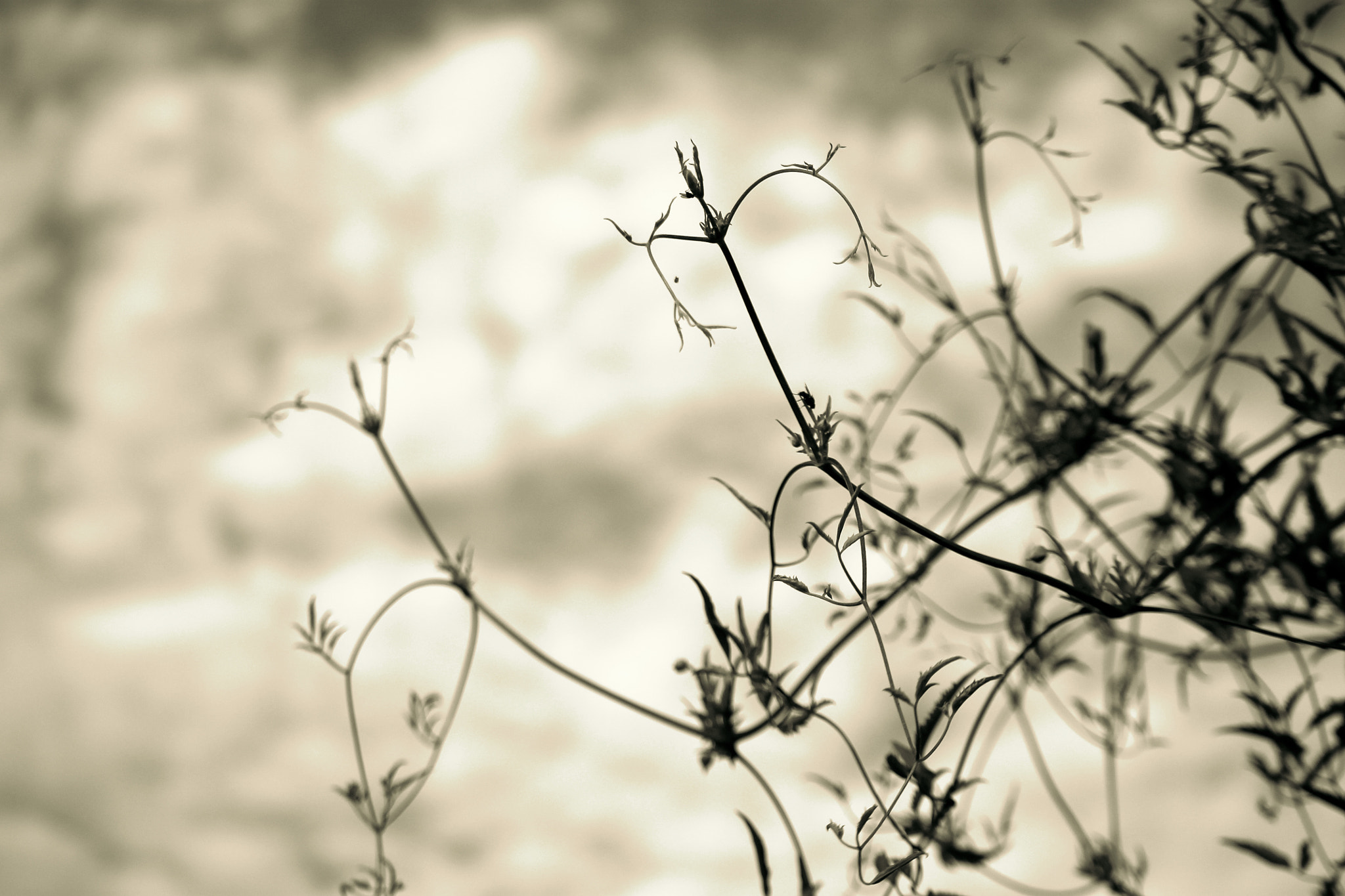 Canon EF-S 55-250mm F4-5.6 IS STM sample photo. Vines in sepia photography