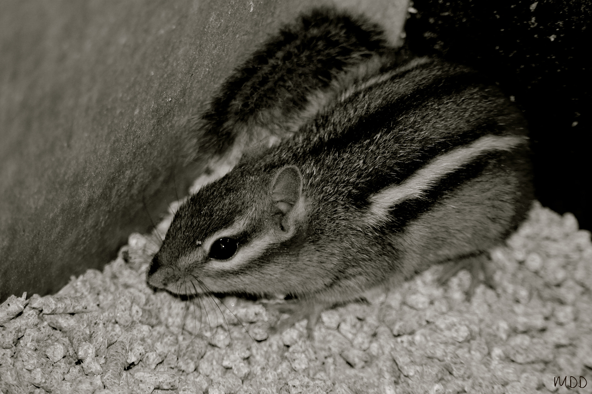 Canon EF-S 55-250mm F4-5.6 IS STM sample photo. Cheeky intruder photography