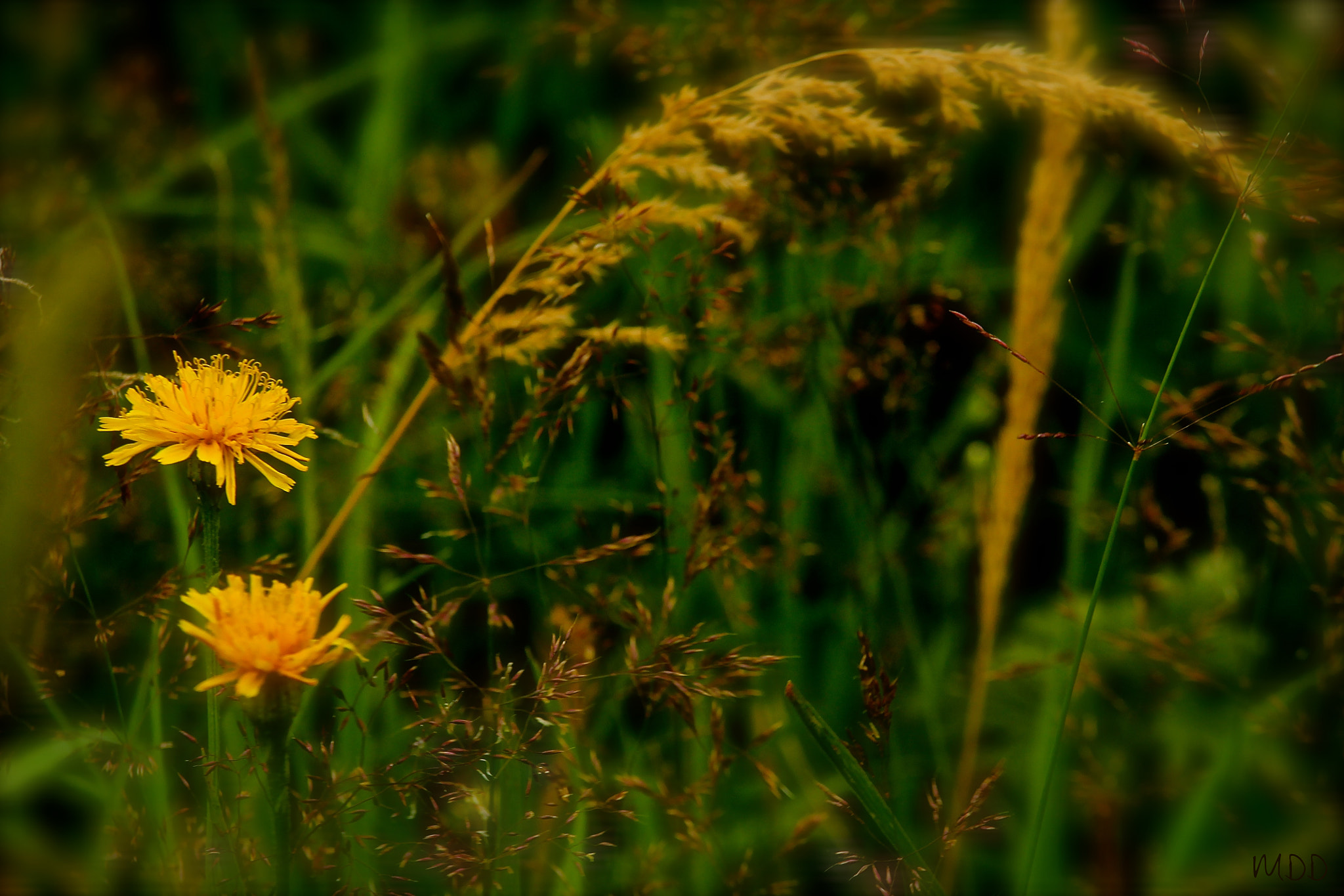 Canon EF-S 55-250mm F4-5.6 IS STM sample photo. False dandelion photography