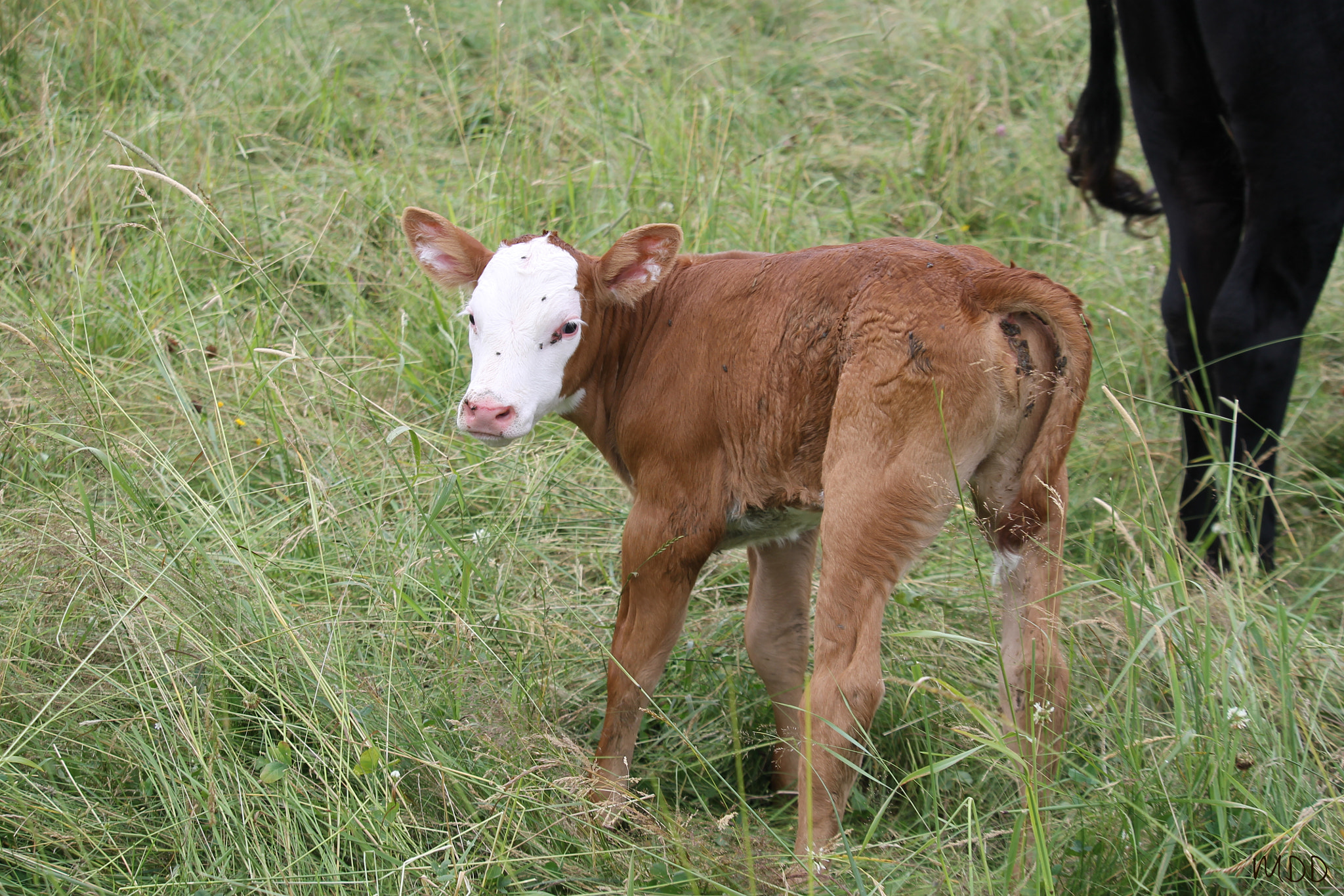 Canon EF-S 55-250mm F4-5.6 IS STM sample photo. The first calf photography