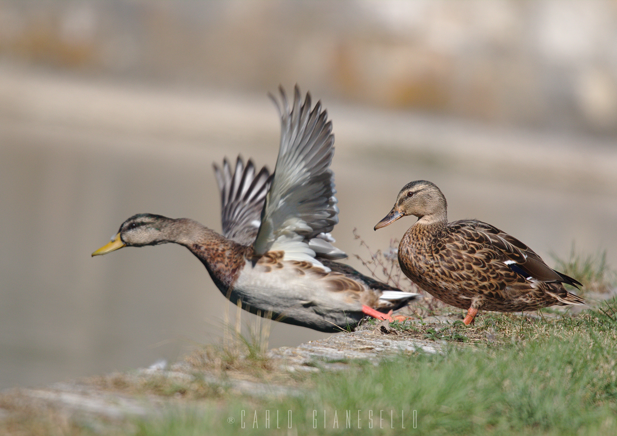 Sigma 150-600mm F5-6.3 DG OS HSM | S sample photo. Go! photography