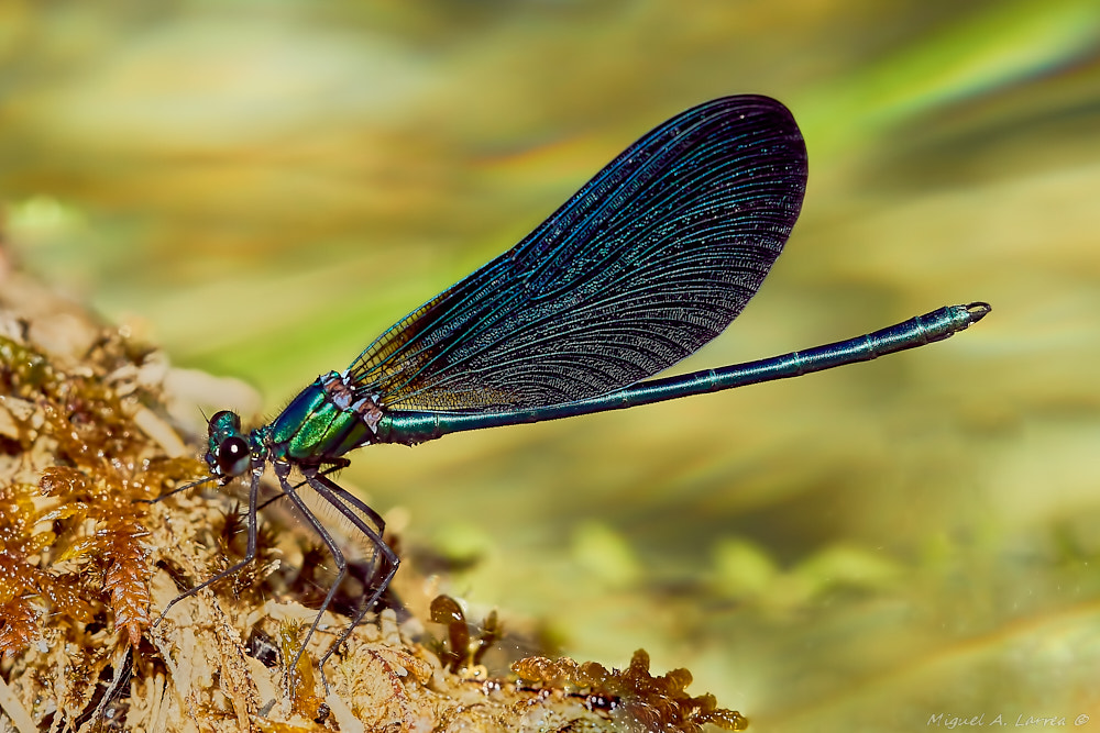 Sony ILCA-77M2 sample photo. Calopteryx xanthostoma photography