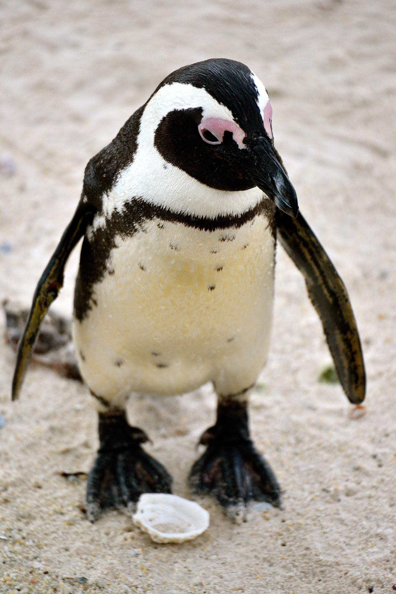 Nikon D600 + Sigma 50-500mm F4.5-6.3 DG OS HSM sample photo. Pinguins at boulders beach, south africa photography