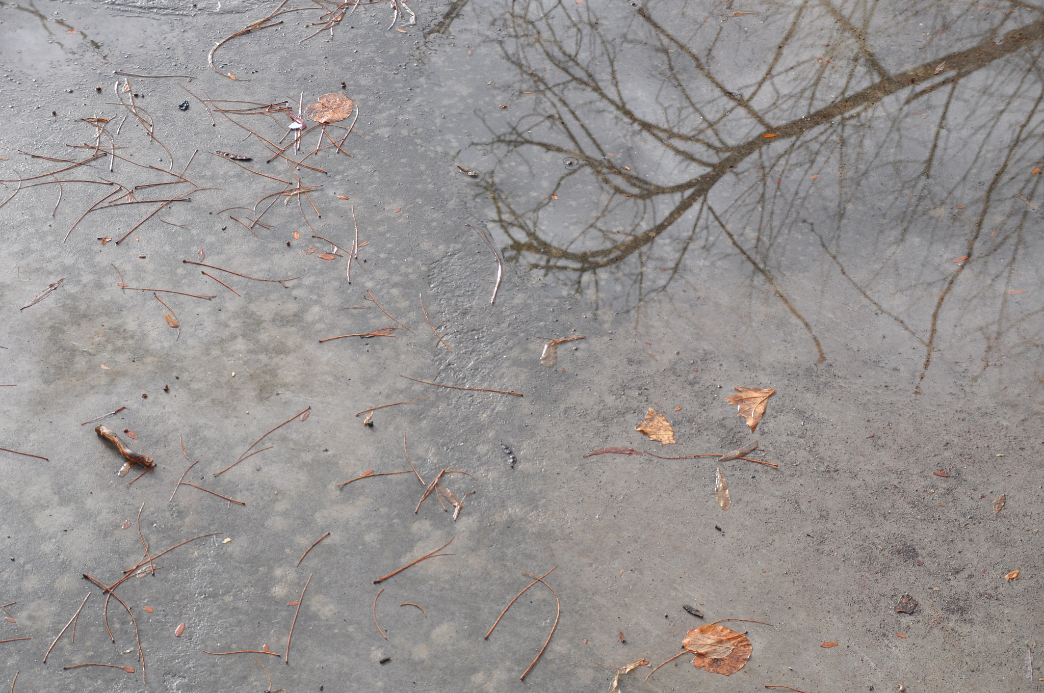 Sigma 18-200mm F3.5-6.3 DC OS HSM sample photo. After a raining day photography