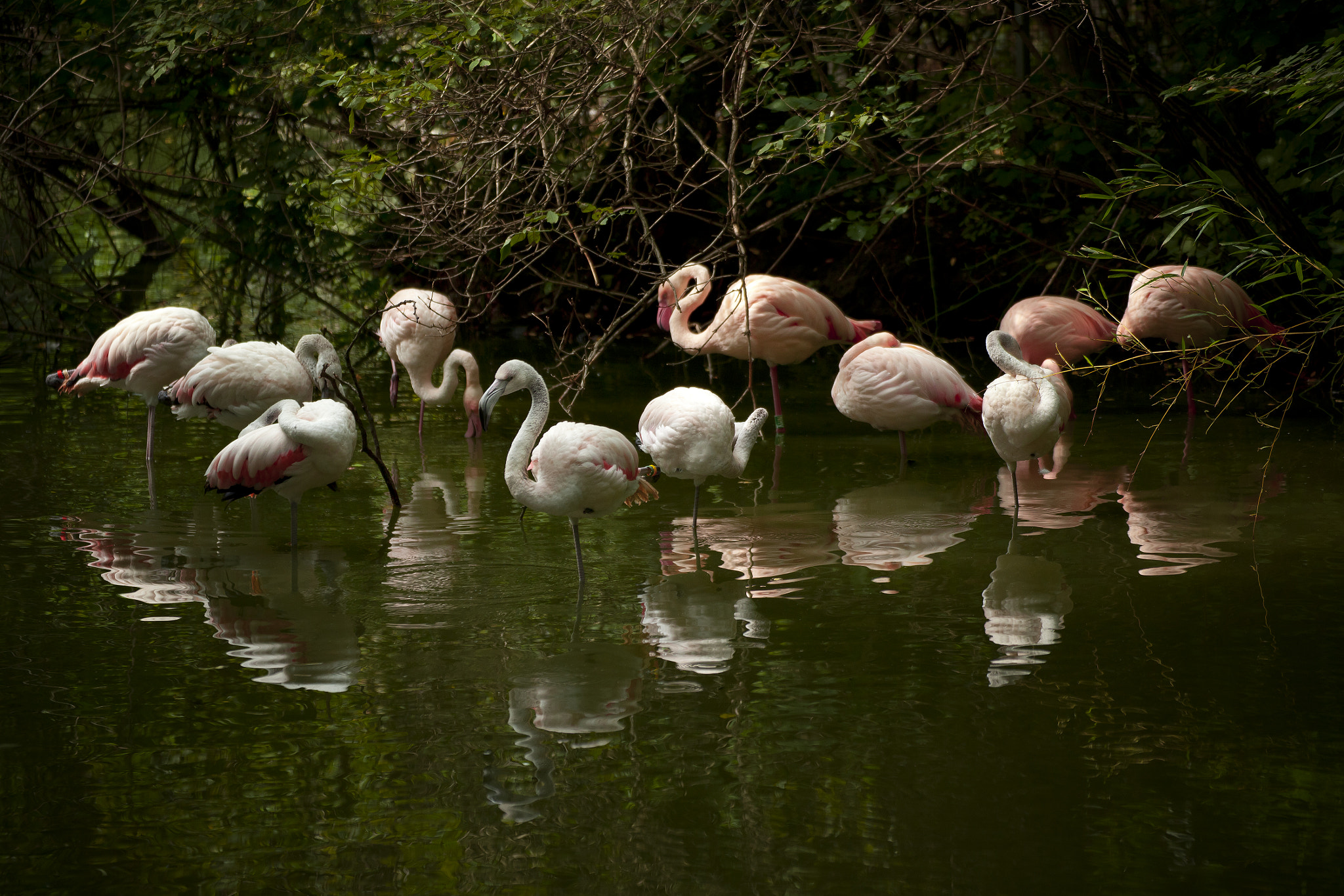 Tamron SP 35mm F1.8 Di VC USD sample photo. Magic pond photography