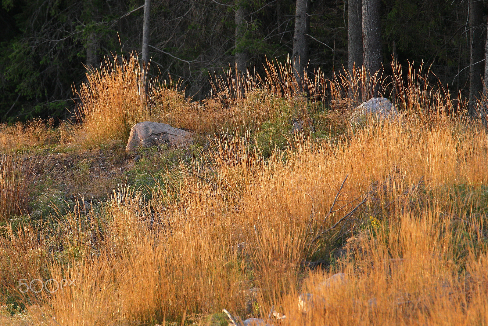 Canon EF 300mm F2.8L IS USM sample photo. Grass in autumn photography