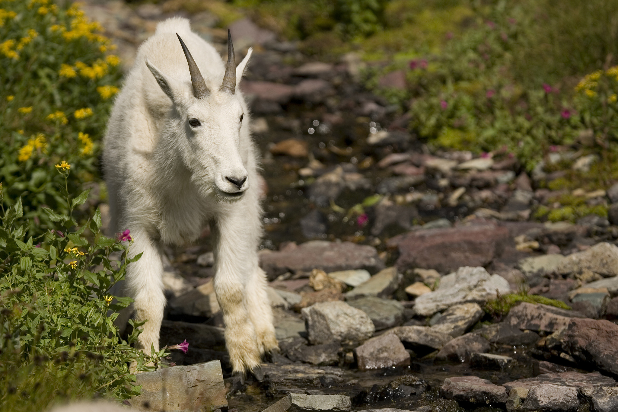 Canon EOS-1D Mark II N sample photo. Mountain goat glacier national park photography