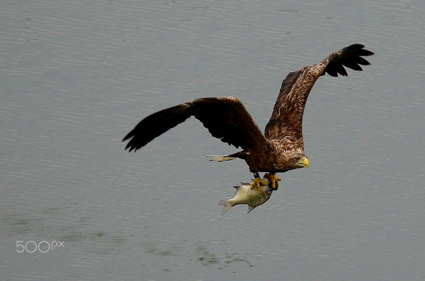 Canon EF 400mm F2.8L IS USM sample photo. Sea eagle with breakfast photography