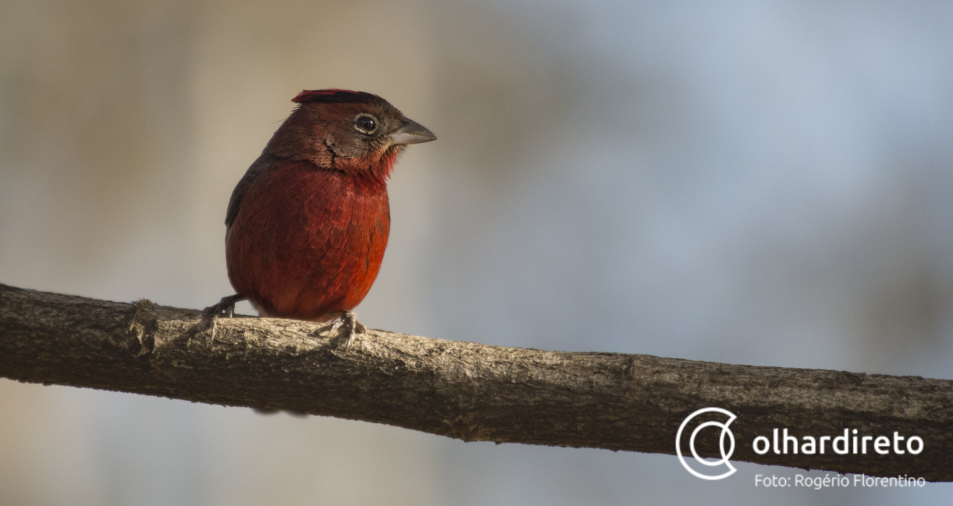 Nikon D4S sample photo. Bird photography