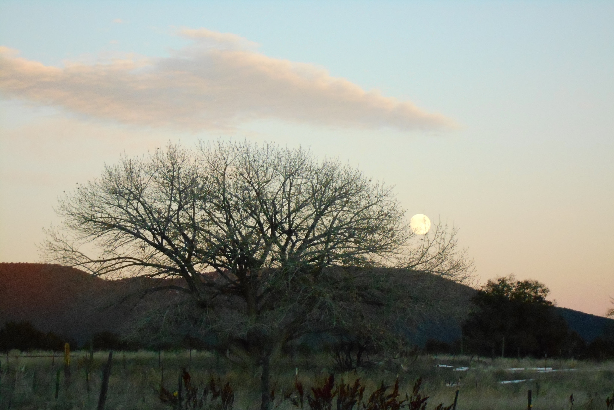 Nikon COOLPIX L30 sample photo. Koko w moon twilight photography