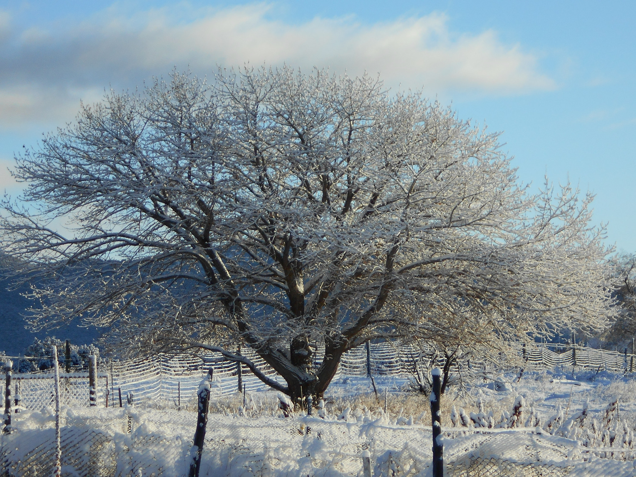 Nikon COOLPIX L30 sample photo. Koko winter photography