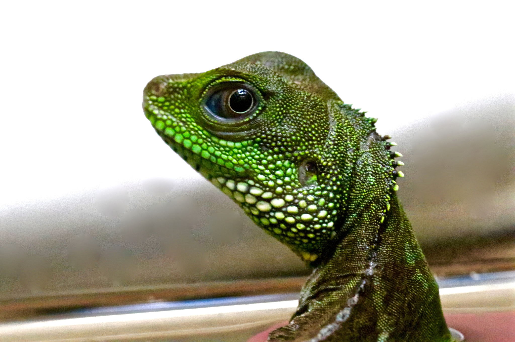 Canon EOS 80D + Canon EF 100mm F2.8L Macro IS USM sample photo. Apple the chinese water dragon photography