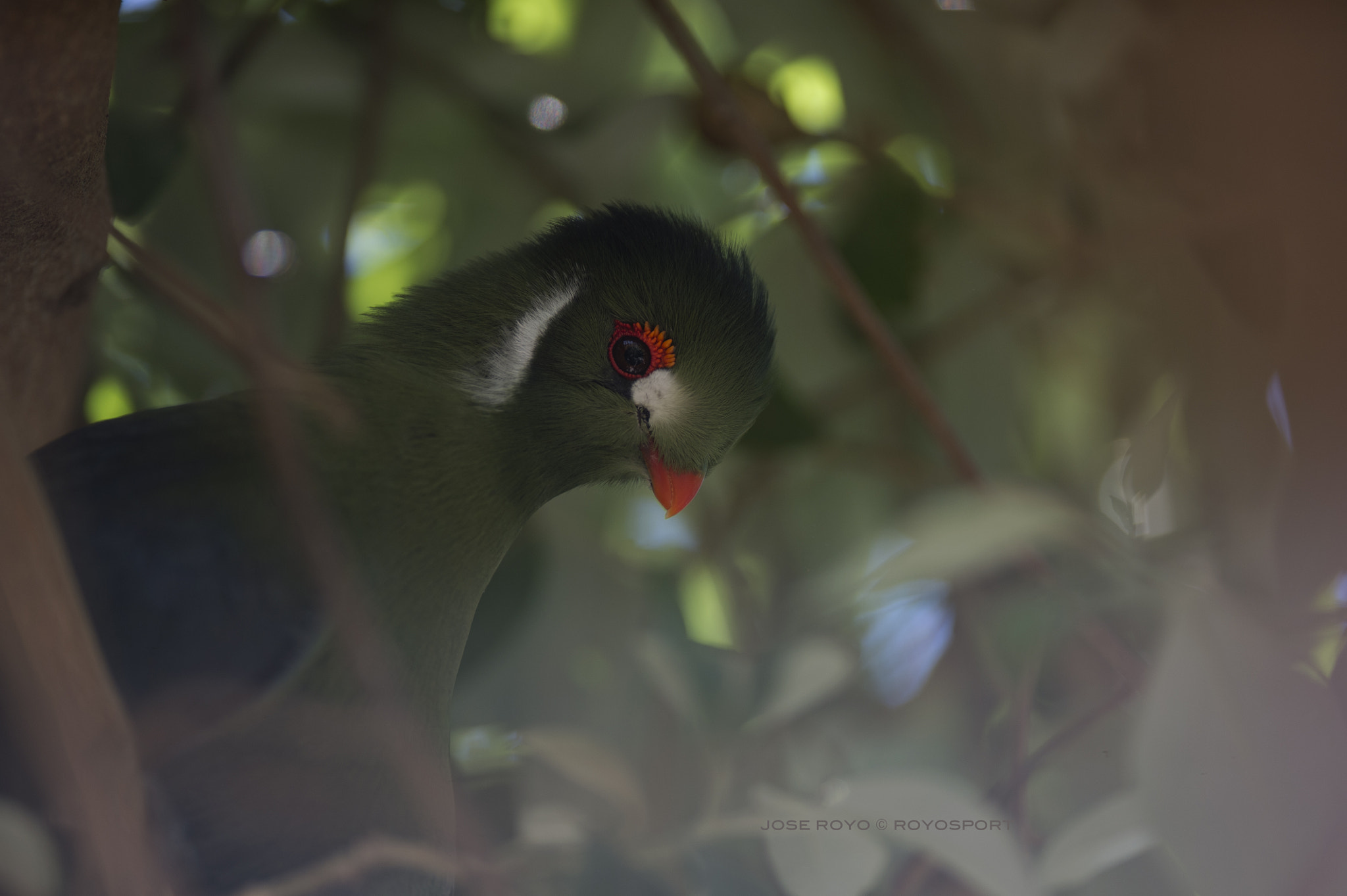 Nikon AF-S Nikkor 300mm F2.8G ED VR II sample photo. Turaco orejas blancas photography