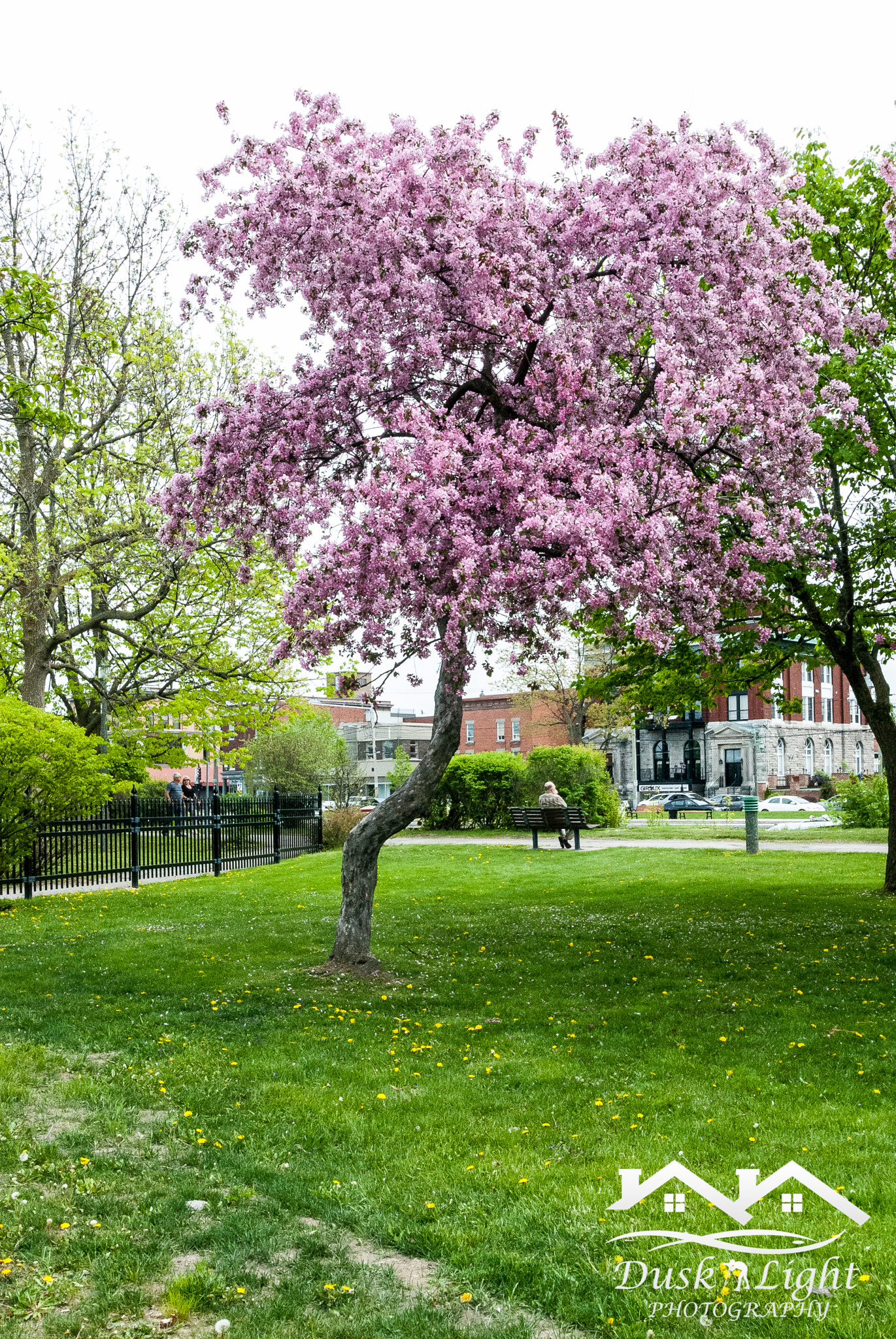 Nikon D200 sample photo. Lilas photography