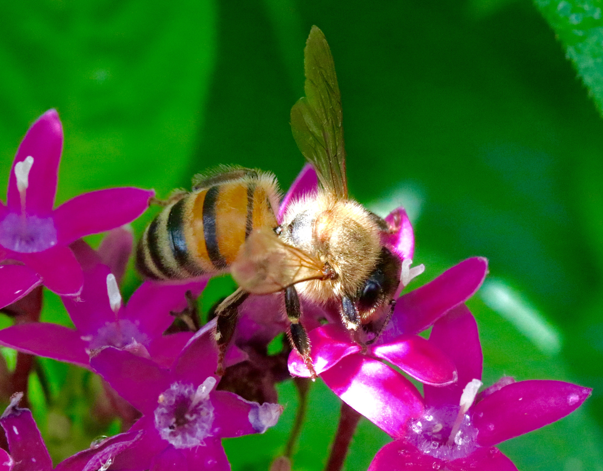 Canon EOS 80D + Canon EF 100mm F2.8L Macro IS USM sample photo. Summer bee photography