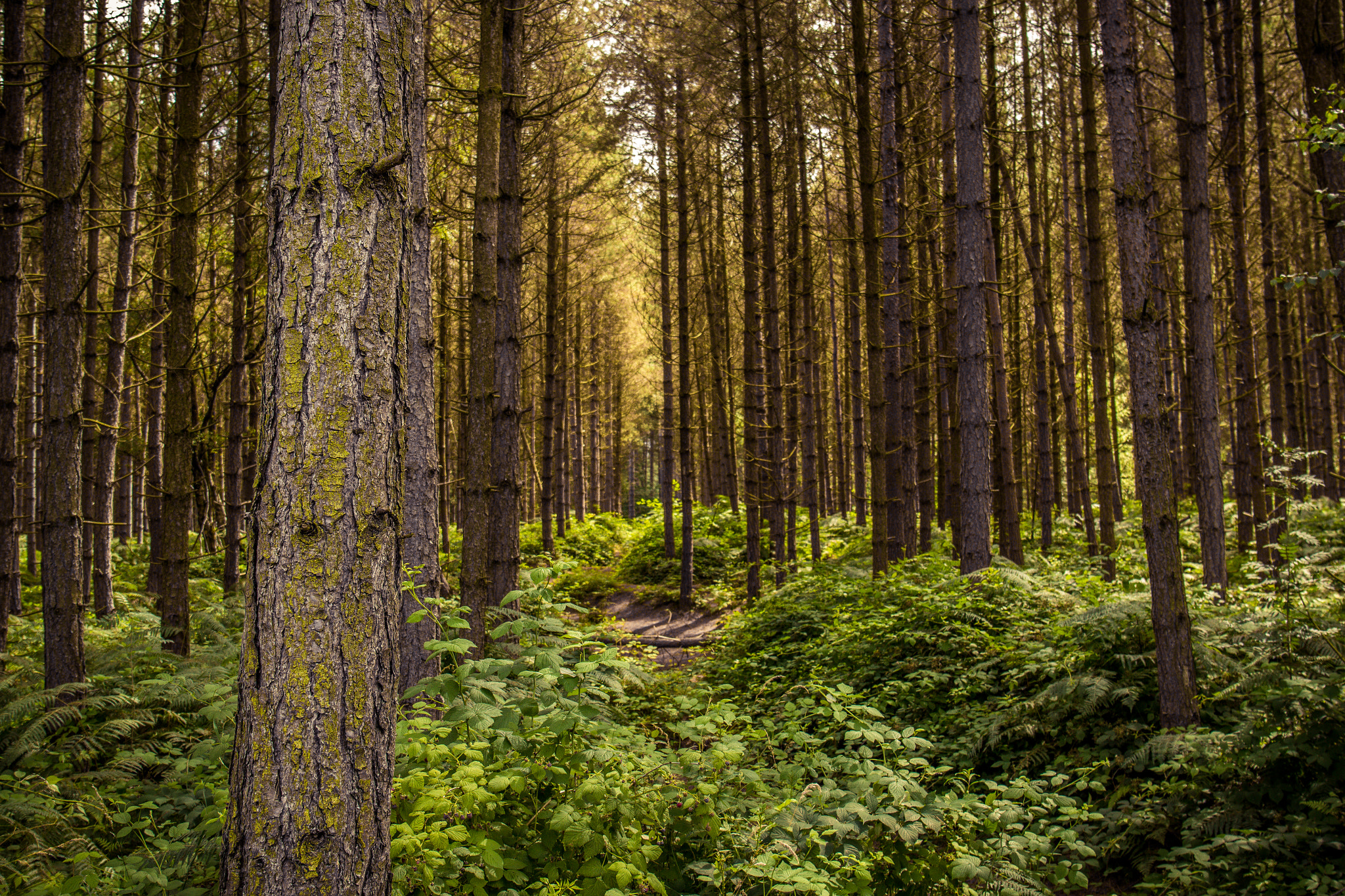 Canon EF 24-70mm F4L IS USM sample photo. Forest perspective photography