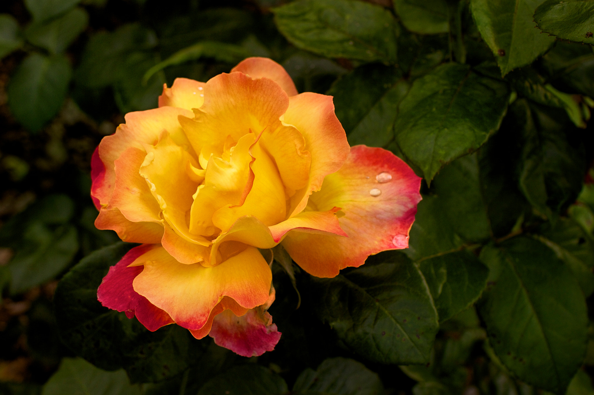 Canon EOS 7D + Canon EF 35mm F1.4L USM sample photo. Yellow rose (3780) photography
