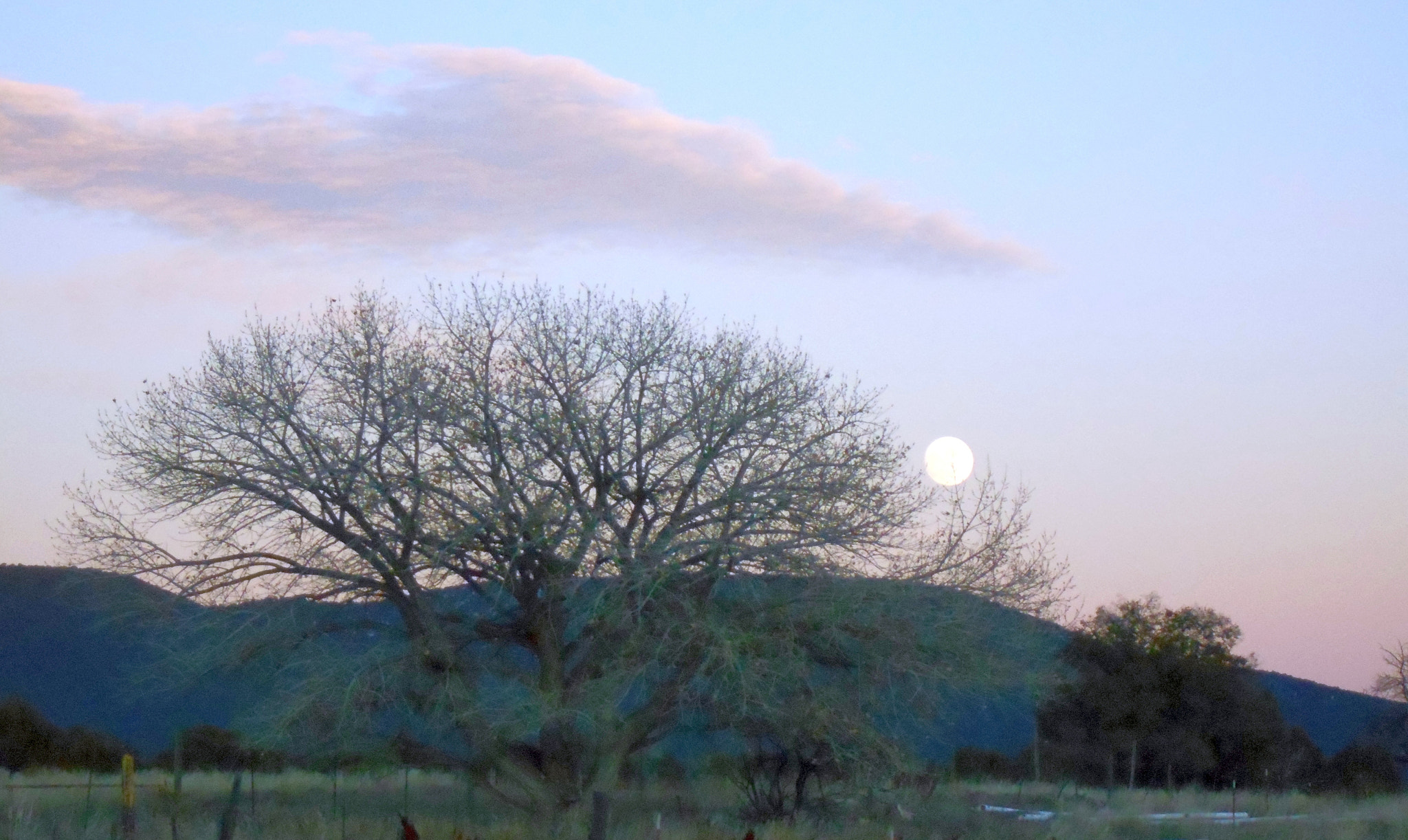 Nikon COOLPIX L30 sample photo. Koko w moon photography