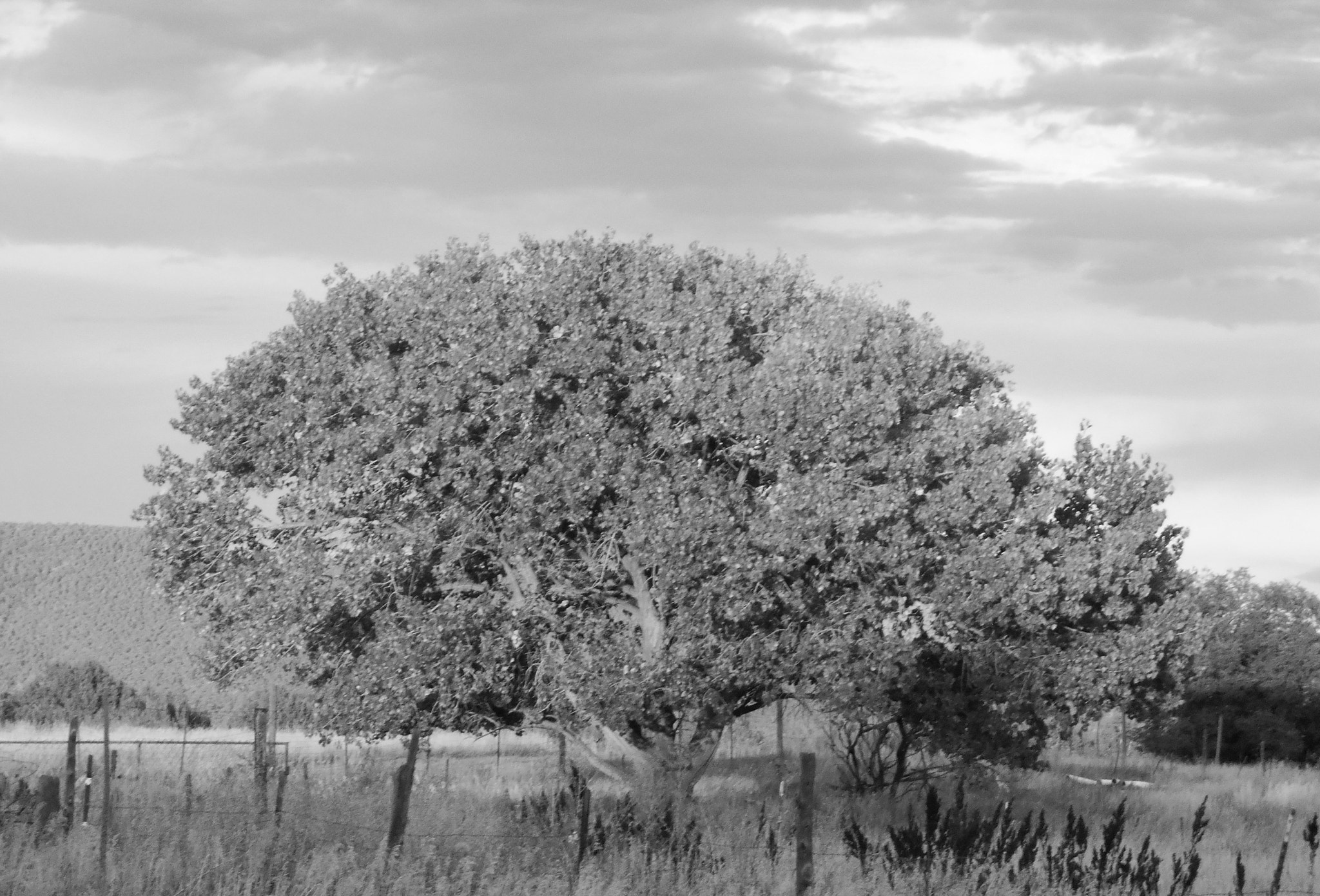 Nikon COOLPIX L30 sample photo. Koko tree bw photography