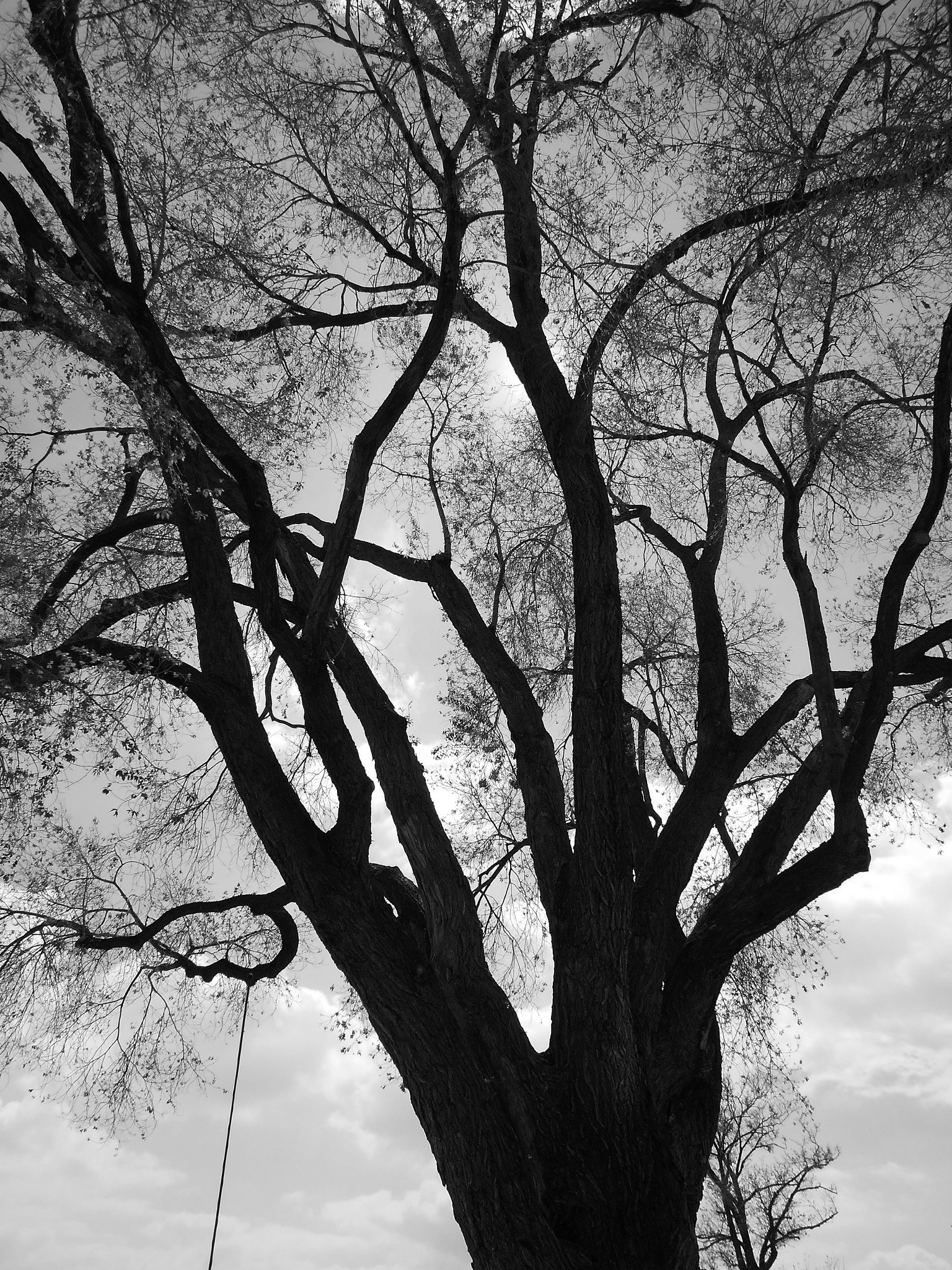 Nikon COOLPIX L30 sample photo. Tree upside view good bw photography