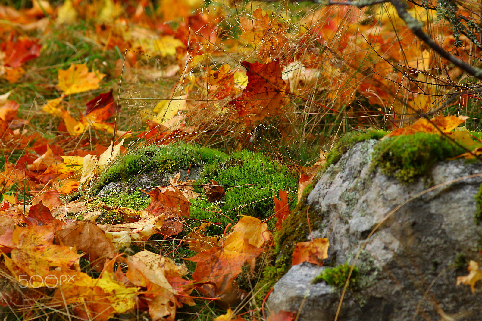 Canon EF200mm f/2.8L USM sample photo. Leaf in autumn photography