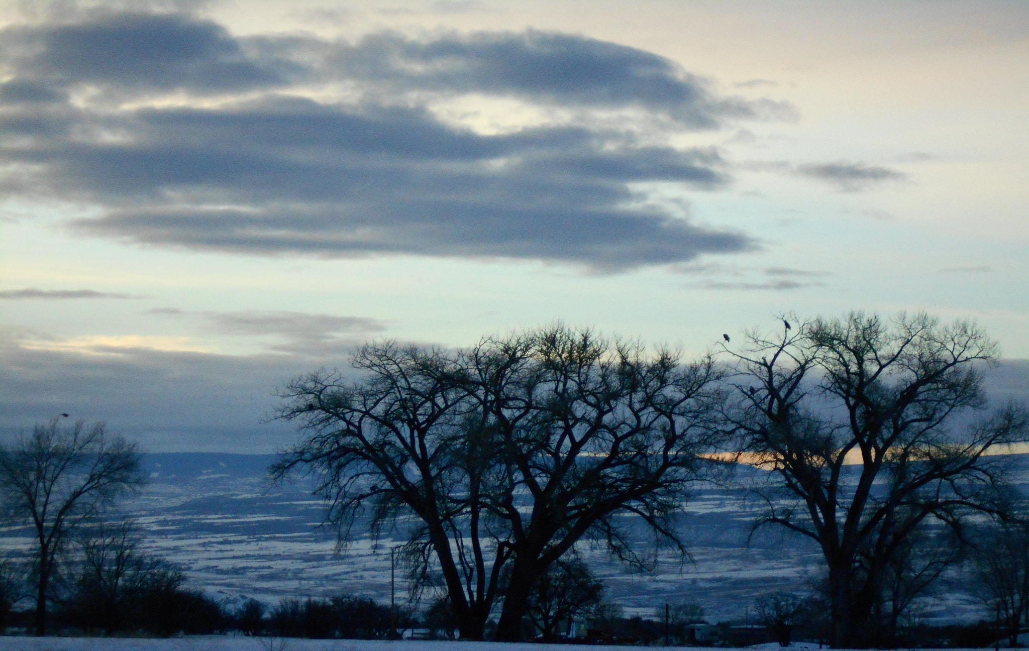 Nikon COOLPIX L30 sample photo. Winter eagle family out back photography