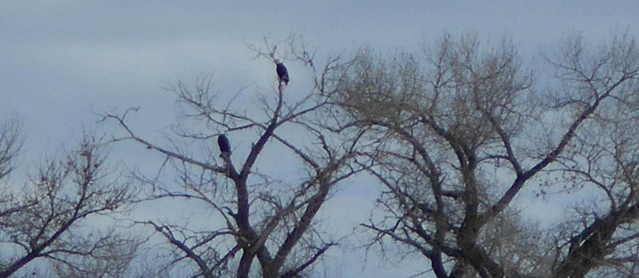 Nikon COOLPIX L30 sample photo. Eagles in tree photography