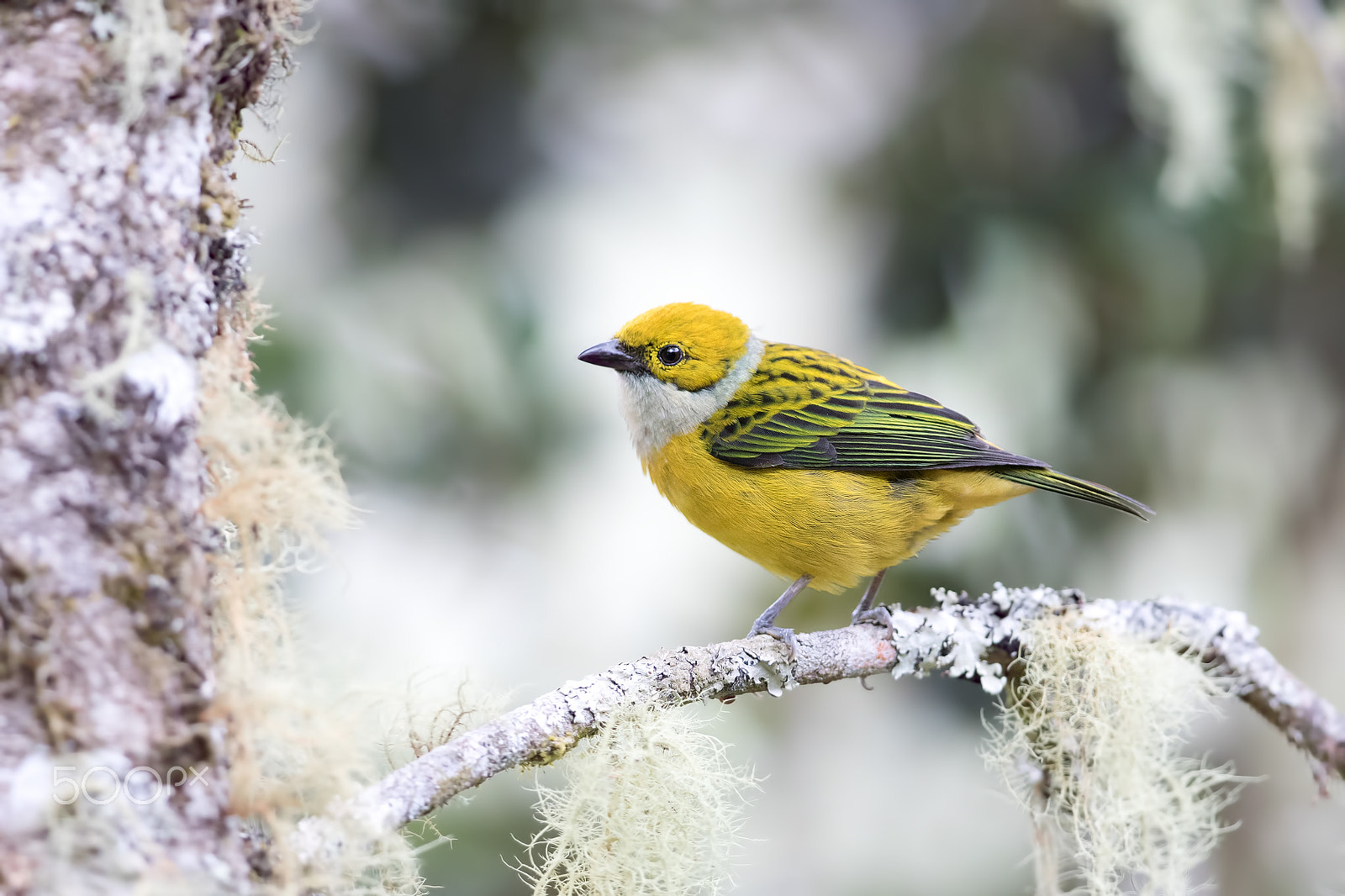 Canon EF 300mm F2.8L IS II USM sample photo. Silver-throated tanager - costa rica photography