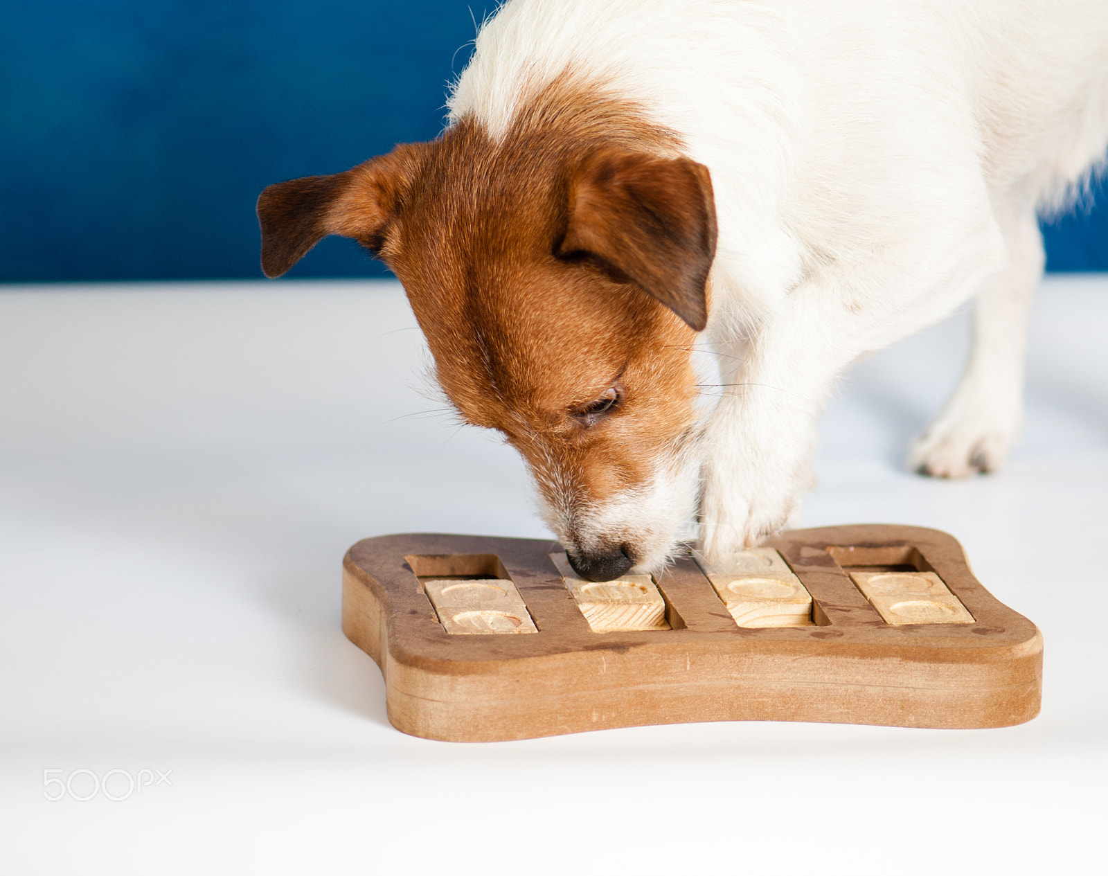 Nikon D200 sample photo. Dog playing intelligent sniffing game.  photography