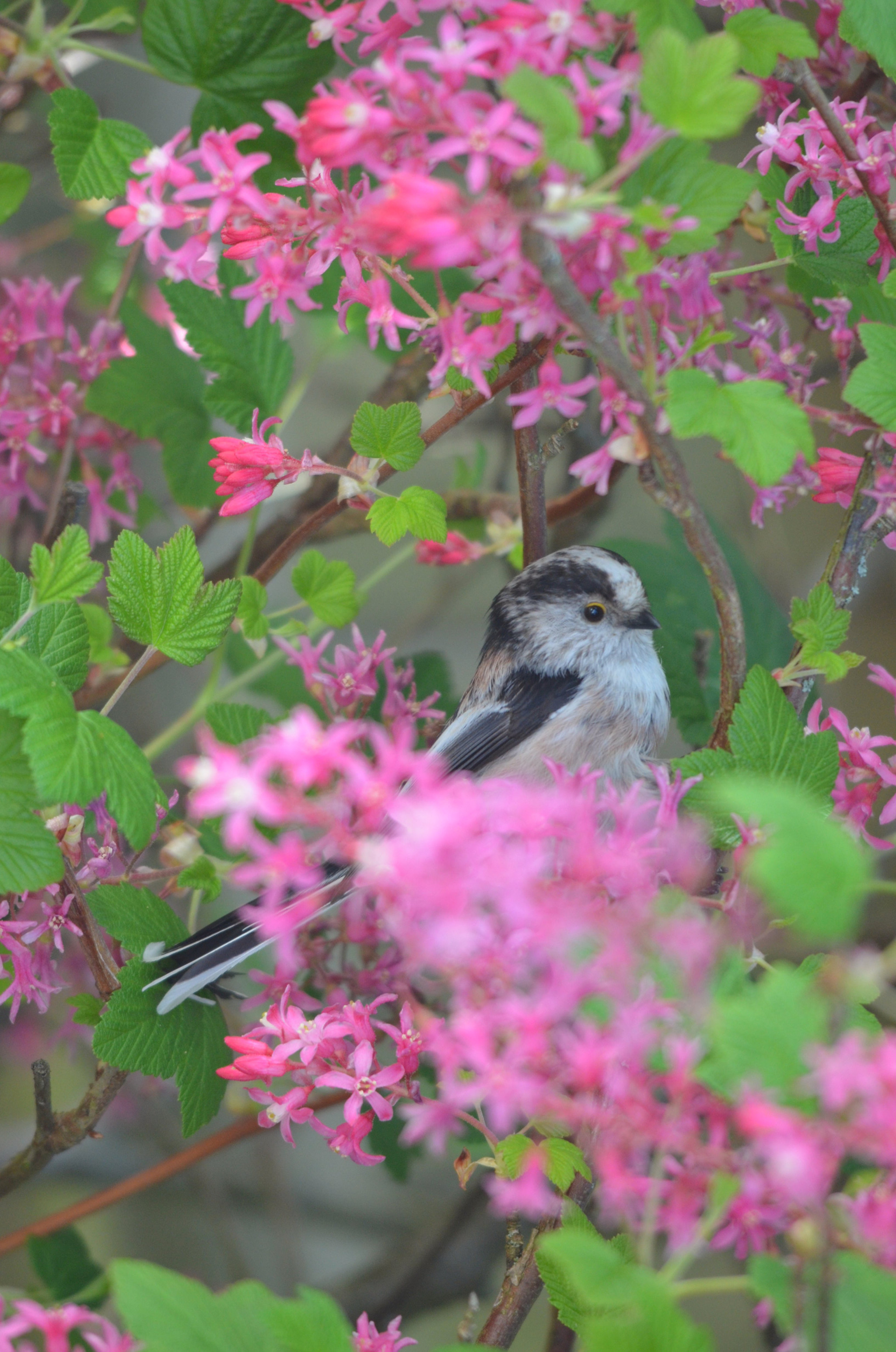 Sigma 150-500mm F5-6.3 DG OS HSM sample photo. Hidden beauty photography