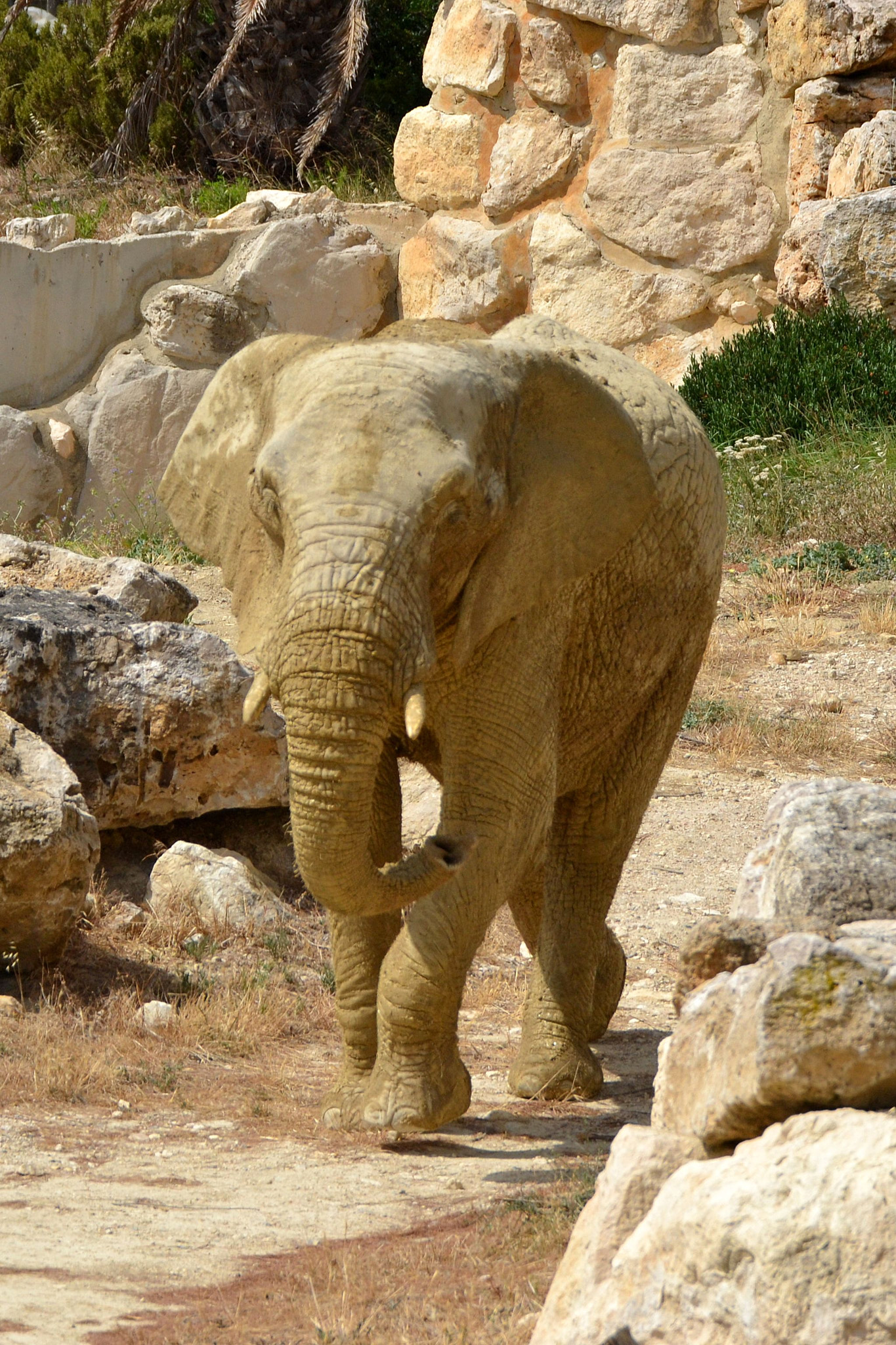 Sigma 50-500mm F4.5-6.3 DG OS HSM sample photo. Elefant photography
